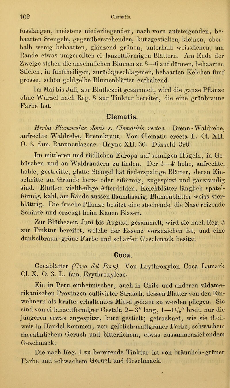 fusslangen, meistens niederliegenden, nach vorn aufsteigenden, be- haarten Stengeln, gegenüberstehenden, kutzgestielten, kleinen, ober- halb wenig behaarten, glänzend grünen, unterhalb weisslichen, am Rande etwas umgerollten ei-lanzettfilrmigen Blättern. Am Ende der Zweige stehen die ansehnlichen Blumen zu 3—6 auf dünnen, behaarten Stielen, in fünftheiligen, zurückgeschlagenen, behaarten Kelchen fünf grosse, schön goldgelbe Blumenblätter enthaltend. Im Mai bis Juli, zur Blüthezeit gesammelt, wird die ganze Pflanze ohne Wurzel nach Reg. 3 zur Tinktur bereitet, die eine grünbraune Farbe hat, Glematis. Herha Flammulae Jovis s. Glematitis rectae. Brenn-Waldrebe, aufrechte Waldrebe, Brennkraut. Von Clematis erecta L. Cl. XII. 0. 6. fam. Ranunculaceae. Hayne XII. 30. Düsseid. 390. Im mittleren und südlichen Europa auf sonnigen Hügeln, in Ge- büschen und an Waldrändern zu finden. Der 3—4' hohe, aufrechte, hohle, gestreifte, glatte Stengel hat fieder spaltige Blätter, deren Ein- schnitte am Grunde herz- oder eiförmig, zugespitzt und ganzrandig sind. Blüthen vieltheilige Afterdolden, Kelchblätter länglich spatei- förmig, kahl, am Rande aussen flaumhaarig, Blumenblätter weiss vier- blättrig. Die frische Pflanze besitzt eine stechende, die Nase reizende Schärfe und erzeugt beim Kauen Blasen. Zur Blüthezeit, Juni bis August, gesammelt, wird sie nach Reg. 3 zur Tinktur bereitet, welche der Essenz vorzuziehen ist, und eine dunkelbraun-grüne Farbe und scharfen Geschmack besitzt. Coca. Cocablätter (Coca del Peru) Von Erythroxylon Coca Lamark Gl. X. O, 3. L. fam. Erythroxyleae. Ein in Peru einheimischer, auch in Chile und anderen südame- rikanischen Provinzen cultivirter Strauch, dessen Blätter von den Ein- wohnern als kräfte - erhaltendes Mittel gekaut zu werden pflegen. Sie sind von ei-lanzettförmiger Gestalt, 2—3 lang, 1—l^/g breit, nur die jüngeren etwas zugespitzt, kurz gestielt; getrocknet, wie sie theil- weis in Handel kommen, von gelblich-mattgrüner Farbe, schwachem theeähnlichem Geruch und bitterlichem, etwas zusammenziehendem Geschmack. Die nach Reg. 1 zu bereitende Tinktur ist von bräunlich-grüner Farbe und schwachem Geruch und Geschmack.