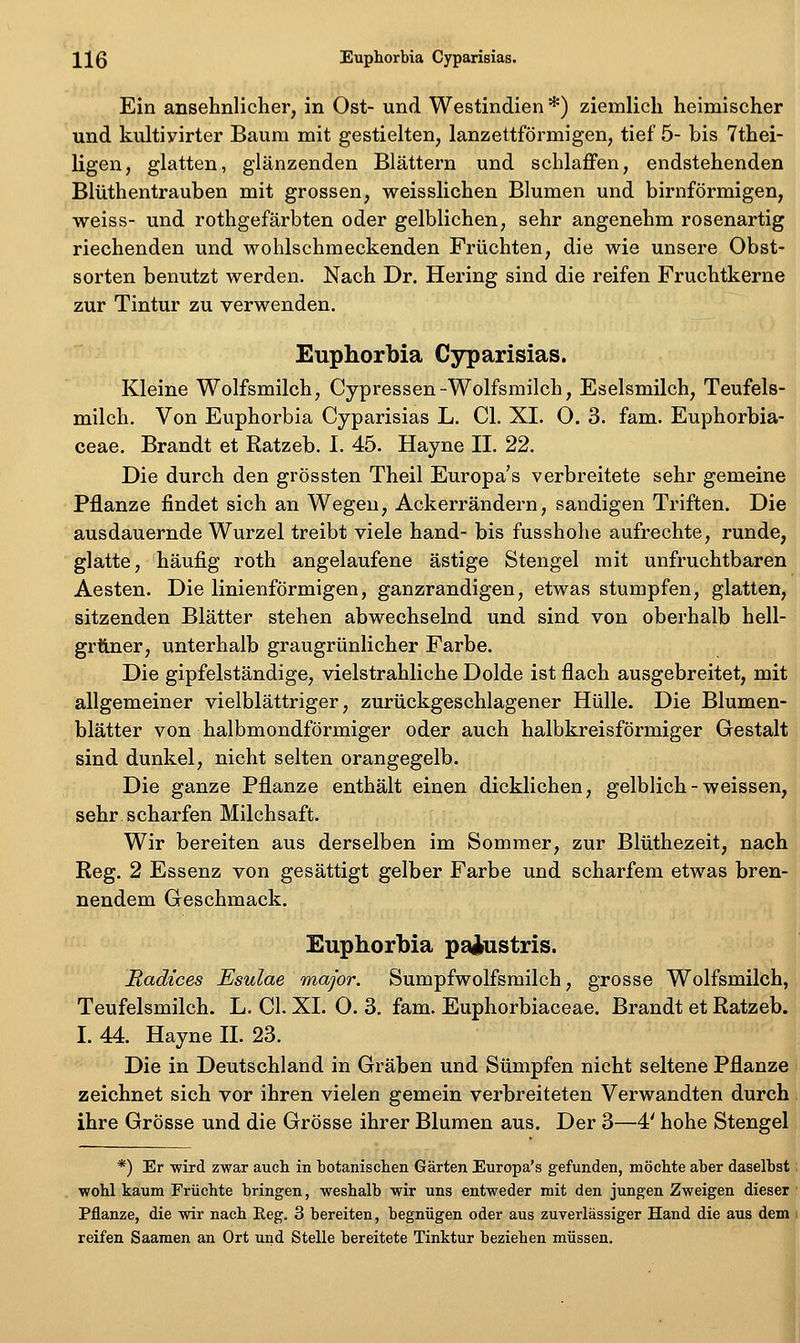 llß Euphorbia Cyparisias. Ein ansehnlicher, in Ost- und Westindien *) ziemlich heimischer und kultiyirter Baum mit gestielten, lanzettförmigen, tief 5- bis 7thei- ligen, glatten, glänzenden Blättern und schlaffen, endstehenden Blüthentrauben mit grossen, weisslichen Blumen und birnförmigen, weiss- und rothgefärbten oder gelblichen, sehr angenehm rosenartig riechenden und wohlschmeckenden Früchten, die wie unsere Obst- sorten benutzt werden. Nach Dr. Hering sind die reifen Fruchtkerne zur Tintur zu verwenden. Euphorbia Cyparisias. Kleine Wolfsmilch, Cypressen-Wolfsmilch, Eselsmilch, Teufels- milch. Von Euphorbia Cyparisias L. Gl. XI. O. 3. fam. Euphorbia- ceae. Brandt et Ratzeb. I. 45. Hayne II. 22. Die durch den grössten Theil Europa's verbreitete sehr gemeine Pflanze findet sich an Wegen, Ackerrändern, sandigen Triften, Die ausdauernde Wurzel treibt viele hand- bis fusshohe aufrechte, runde, glatte, häufig roth angelaufene ästige Stengel mit unfruchtbaren Aesten. Die linienförmigen, ganzrandigen, etwas stumpfen, glatten, sitzenden Blätter stehen abwechselnd und sind von oberhalb hell- grüner, unterhalb graugrünlicher Farbe. Die gipfelständige, vielstrahliche Dolde ist flach ausgebreitet, mit allgemeiner vielblättriger, zurückgeschlagener Hülle. Die Blumen- blätter von halbmondförmiger oder auch halbkreisförmiger Gestalt sind dunkel, nicht selten orangegelb. Die ganze Pflanze enthält einen dicklichen, gelblich - weissen, sehr, scharfen Milchsaft. Wir bereiten aus derselben im Sommer, zur Blüthezeit, nach Reg. 2 Essenz von gesättigt gelber Farbe und scharfem etwas bren- nendem Geschmack. Euphorbia palustris. Radices Esulae major. Sumpfwolfsmilch, grosse Wolfsmilch, Teufelsmilch. L. Gl. XI. O. 3. fam. Euphorbiaceae. Brandt et Ratzeb. I. 44. Hayne IL 23. Die in Deutschland in Gräben und Sümpfen nicht seltene Pflanze zeichnet sich vor ihren vielen gemein verbreiteten Verwandten durch ihre Grösse und die Grösse ihrer Blumen aus. Der 3—4' hohe Stengel *) Er wird zwar auch in botanischen Gärten Europa's gefunden, möchte aber daselbst wohl kaum Früchte bringen, weshalb wir uns entweder mit den jungen Zweigen dieser Pflanze, die wir nach Reg. 3 bereiten, begnügen oder aus zuverlässiger Hand die aus dem reifen Saamen an Ort und Stelle bereitete Tinktur bezieben müssen.