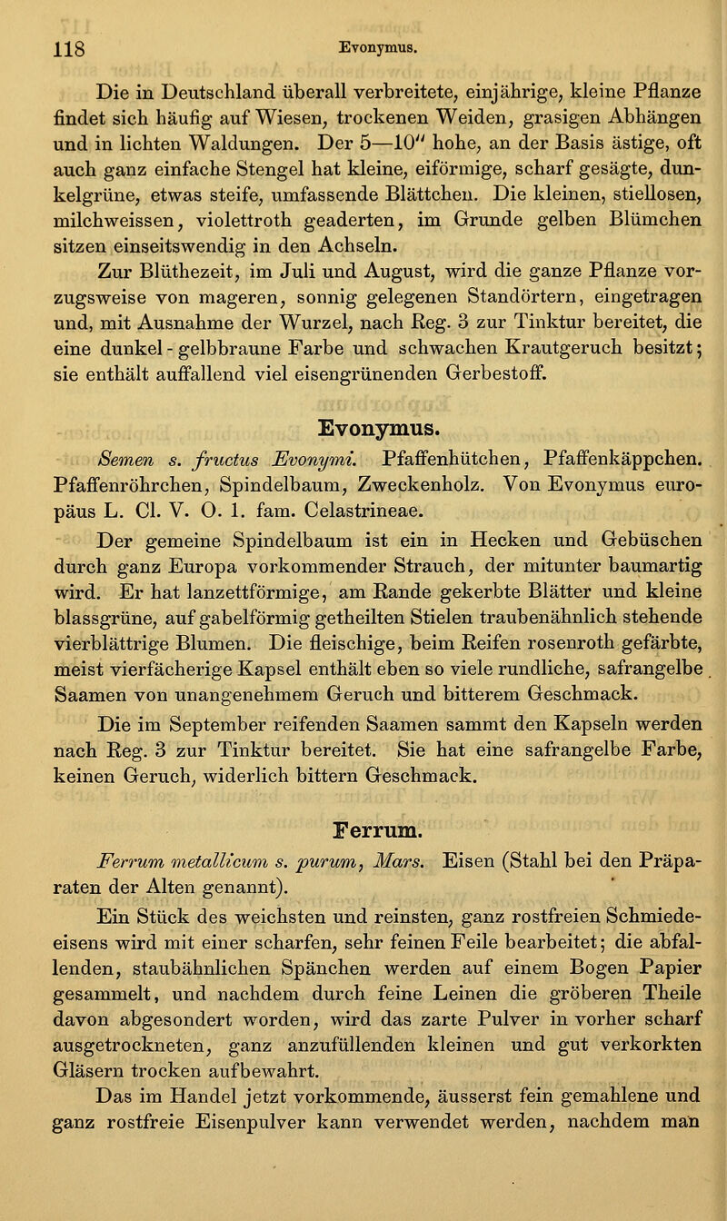 il8 Evonymus. Die in Deutschland überall verbreitete, einjährige, kleine Pflanze findet sich häufig auf Wiesen, trockenen Weiden, grasigen Abhängen und in lichten Waldungen. Der 5—10^' hohe, an der Basis ästige, oft auch ganz einfache Stengel hat kleine, eiförmige, scharf gesägte, dun- kelgrüne, etwas steife, umfassende Blättcheu. Die kleinen, stiellosen, milchweissen, violettroth geäderten, im Grunde gelben Blümchen sitzen einseitswendig in den Achseln. Zur Blüthezeit, im Juli und August, wird die ganze Pflanze vor- zugsweise von mageren, sonnig gelegenen Standörtern, eingetragen und, mit Ausnahme der Wurzel, nach Reg. 3 zur Tinktur bereitet, die eine dunkel - gelbbraune Farbe und schwachen Krautgeruch besitzt; sie enthält aufi^allend viel eisengrünenden Gerbestoff. Evonymus. Semen s. fructus Evonymi. Pfafienhütchen, Pfafifenkäppchen. Pfafi'enröhrchen, Spindelbaum, Zweckenholz. Von Evonymus euro- päus L. Cl. V. O. 1. fam. Celastrineae. Der gemeine Spindelbaum ist ein in Hecken und Gebüschen durch ganz Europa vorkommender Strauch, der mitunter baumartig wird. Er hat lanzettförmige, am Bande gekerbte Blätter und kleine blassgrüne, auf gabelförmig getheilten Stielen traubenähnlich stehende vierblättrige Blumen. Die fleischige, beim Keifen rosenroth gefärbte, meist vierfächerige Kapsel enthält eben so viele rundliche, safrangelbe Saamen von unangenehmem Geruch und bitterem Geschmack. Die im September reifenden Saamen sammt den Kapseln werden nach Reg. 3 zur Tinktur bereitet. Sie hat eine safrangelbe Farbe, keinen Geruch, widerlich bittern Geschmack. Ferrum. Ferrum metalUcum s. purum,, Mars. Eisen (Stahl bei den Präpa- raten der Alten genannt). Ein Stück des weichsten und reinsten, ganz rostfreien Schmiede- eisens wird mit einer scharfen, sehr feinen Feile bearbeitet; die abfal- lenden, staubähnlichen Spänchen werden auf einem Bogen Papier gesammelt, und nachdem durch feine Leinen die gröberen Theile davon abgesondert worden, wird das zarte Pulver in vorher scharf ausgetrockneten, ganz anzufüllenden kleinen und gut verkorkten Gläsern trocken aufbewahrt. Das im Handel jetzt vorkommende, äusserst fein gemahlene und ganz rostfreie Eisenpulver kann verwendet werden, nachdem man