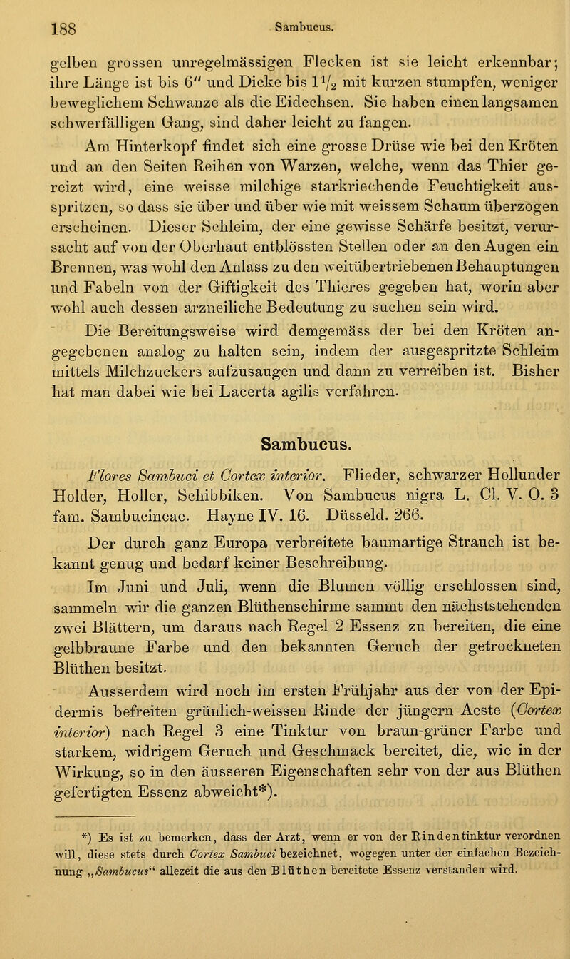 133 Sambucus. gelben grossen unregelmässigen Flecken ist sie leicht erkennbar; ihre Länge ist bis ß und Dicke bis 1^2 niit kurzen stumpfen, weniger beweglichem Schwänze als die Eidechsen. Sie haben einen langsamen schwerfalligen Gang^ sind daher leicht zu fangen. Am Hinterkopf findet sich eine grosse Drüse wie bei den Kröten und an den Seiten Reihen von Warzen, welche, wenn das Thier ge- reizt wird, eine weisse milchige starkriechende Feuchtigkeit aus- spritzen, so dass sie über und über wie mit weissem Schaum überzogen erscheinen. Dieser Schleim, der eine gewisse Schärfe besitzt, verur- sacht auf von der Oberhaut entblössten Stellen oder an den Augen ein Brennen, was wohl den Anlass zu den weitübertriebenen Behauptungen und Fabeln von der Giftigkeit des Thieres gegeben hat, worin aber wohl auch dessen arzneiliche Bedeutung zu suchen sein wird. Die Bereitungsweise wird demgemäss der bei den Kröten an- gegebenen analog zu halten sein, indem der ausgespritzte Schleim mittels Milchzuckers aufzusaugen und dann zu verreiben ist. Bisher hat man dabei wie bei Lacerta agilis verfahren. Sambucus. Flores Sambuci et Cortex interior. Flieder, schwarzer Hollunder Holder, Holler, Schibbiken. Von Sambucus nigra L. Gl. V. O. 3 fam. Sambucineae. Hayne IV. 16. Düsseid. 266. Der durch ganz Europa verbreitete baumartige Strauch ist be- kannt genug und bedarf keiner Beschreibung. Im Juni und Juli, wenn die Blumen völlig erschlossen sind, sammeln wir die ganzen Blüthenschirme sammt den nächststehenden zwei Blättern, um daraus nach Regel 2 Essenz zu bereiten, die eine gelbbraune Farbe und den bekannten Geruch der getrockneten Blüthen besitzt. Ausserdem wird noch im ersten Frühjahr aus der von der Epi- dermis befreiten grünlich-weissen Rinde der Jüngern Aeste {Gortex interioi') nach Regel 3 eine Tinktur von braun-grüner Farbe und starkem, widrigem Geruch und Geschmack bereitet, die, wie in der Wirkung, so in den äusseren Eigenschaften sehr von der aus Blüthen gefertigten Essenz abweicht*). *) Es ist zu bemerken, dass der Arzt, wenn er von der Ein den tinktur verordnen -will, diese stets durch Cortex Äamöwce bezeiclinet, wogegen unter der einfachen Bezeich- nung „Sambucus'''' allezeit die aus den Blüthen bereitete Essenz verstanden wird.