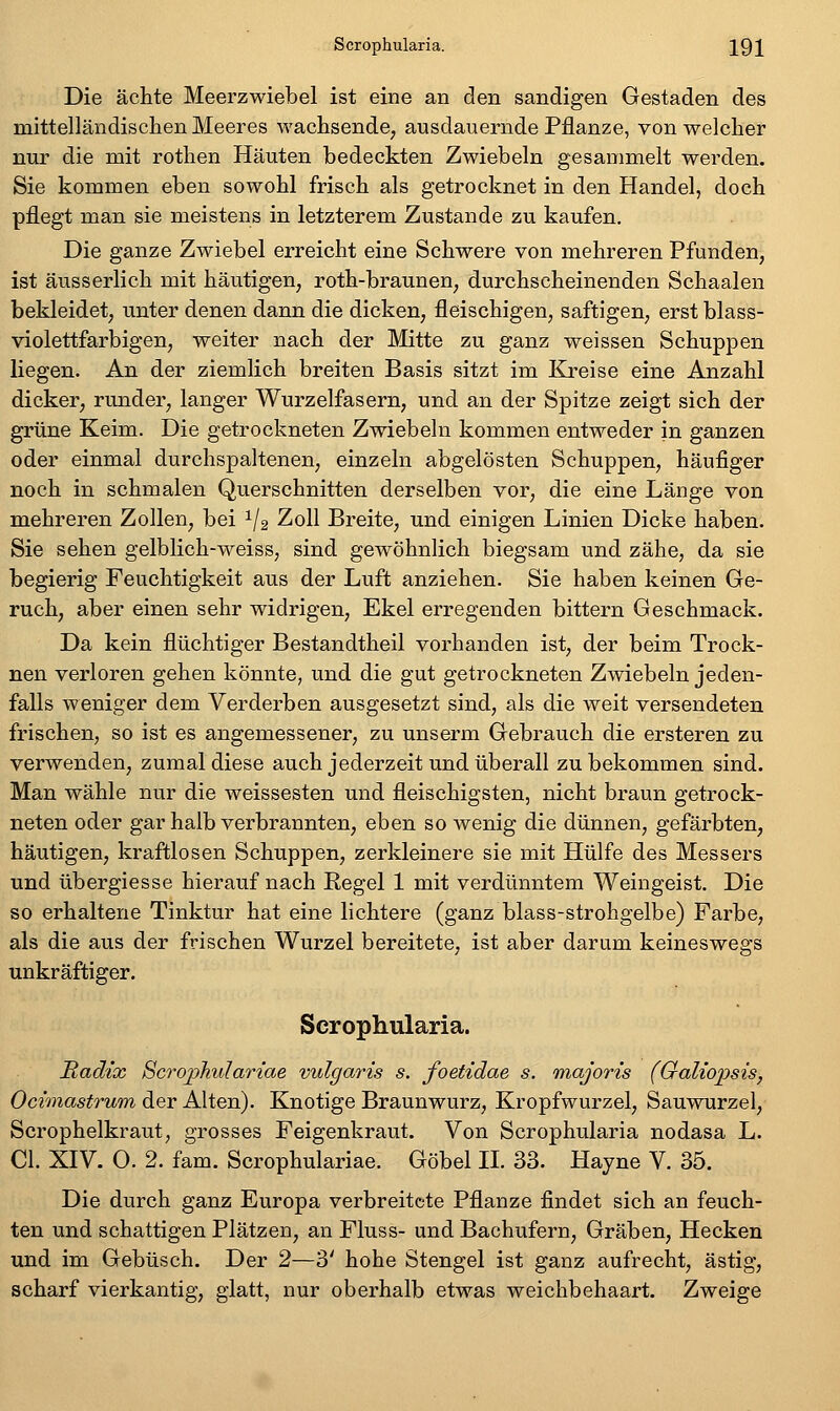 Die ächte Meerzwiebel ist eine an den sandigen Gestaden des mittelländischen Meeres wachsende, ausdauernde Pflanze, von welcher nur die mit rothen Häuten bedeckten Zwiebeln gesammelt werden. Sie kommen eben sowohl frisch als getrocknet in den Handel, doch pflegt man sie meistens in letzterem Zustande zu kaufen. Die ganze Zwiebel erreicht eine Schwere von mehreren Pfunden, ist äusserlich mit häutigen, roth-braunen, durchscheinenden Schaalen bekleidet, unter denen dann die dicken, fleischigen, saftigen, erst blass- violettfarbigen, weiter nach der Mitte zu ganz weissen Schuppen liegen. An der ziemlich breiten Basis sitzt im Kreise eine Anzahl dicker, runder, langer Wurzelfasern, und an der Spitze zeigt sich der grüne Keim. Die getrockneten Zwiebeln kommen entweder in ganzen oder einmal durchspaltenen, einzeln abgelösten Schuppen, häufiger noch in schmalen Querschnitten derselben vor, die eine Länge von mehreren Zollen, bei 1/2 Zoll Breite, und einigen Linien Dicke haben. Sie sehen gelblich-weiss, sind gewöhnlich biegsam und zähe, da sie begierig Feuchtigkeit aus der Luft anziehen. Sie haben keinen Ge- ruch, aber einen sehr widrigen, Ekel erregenden bittern Geschmack. Da kein flüchtiger Bestandtheil vorhanden ist, der beim Trock- nen verloren gehen könnte, und die gut getrockneten Zwiebeln jeden- falls weniger dem Verderben ausgesetzt sind, als die weit versendeten frischen, so ist es angemessener, zu unserm Gebrauch die ersteren zu verwenden, zumal diese auch jederzeit und überall zubekommen sind. Man wähle nur die weissesten und fleischigsten, nicht braun getrock- neten oder gar halb verbrannten, eben so wenig die dünnen, gefärbten, häutigen, kraftlosen Schuppen, zerkleinere sie mit Hülfe des Messers und übergiesse hierauf nach Regel 1 mit verdünntem Weingeist. Die so erhaltene Tinktur hat eine lichtere (ganz blass-strohgelbe) Farbe, als die aus der frischen Wurzel bereitete, ist aber darum keineswegs unkräftiger. Scrophularia. Radix ^crojphvlariae vulgaris s. foetidae s. majoris (Galiopsis, Ocimastrum der Alten). Knotige Braunwurz, Kropfwurzel, Sauwurzel, Scrophelkraut, grosses Feigenkraut. Von Scrophularia nodasa L. Cl. XIV. O. 2. fam. Scrophulariae. Göbel IL 33. Hayne V. 35. Die durch ganz Europa verbreitete Pflanze findet sich an feuch- ten und schattigen Plätzen, an Fluss- und Bachufern, Gräben, Hecken und im Gebüsch, Der 2—3' hohe Stengel ist ganz aufrecht, ästig, scharf vierkantig, glatt, nur oberhalb etwas weichbehaart. Zweige