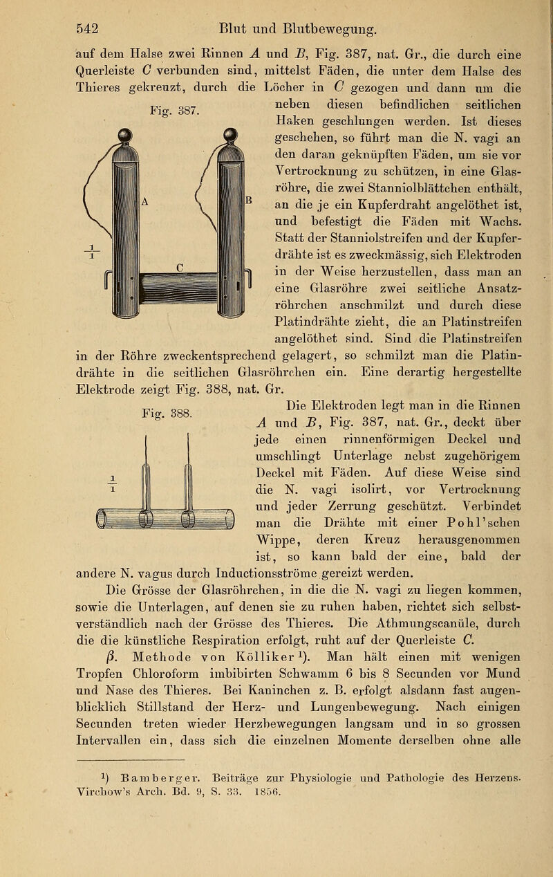 Fig. 387. auf dem Halse zwei Rinnen A und ^, Fig. 387, nai Gr., die durch eine Querleiste C verbunden sind, mittelst Fäden, die unter dem Halse des Tbieres gekreuzt, durcb die Löcber in C gezogen und dann um die neben diesen befindlichen seitlicben Haken geschlungen werden. Ist dieses geschehen, so führt man die N. vagi an den daran geknüpften Fäden, um sie vor Vertrocknung zu schützen, in eine Glas- röhre, die zwei Stanniolblättchen enthält, an die je ein Kupferdraht angelöthet ist, und befestigt die Fäden mit Wachs. Statt der Stanniolstreifen und der Kupfer- drähte ist es zweckmässig, sich Elektroden in der Weise herzustellen, dass man an eine Glasröhre zwei seitliche Ansatz- röhrchen anschmilzt und durch diese Platindrähte zieht, die an Platinstreifen angelöthet sind. Sind die Platinstreifen in der Röhre zweckentsprechend gelagert, so schmilzt man die Platin- drähte in die seitlichen Glasröhrchen ein. Eine derartig hergestellte Elektrode zeigt Fig. 388, nat. Gr. Die Elektroden legt man in die Rinnen A und J?, Fig. 387, nat. Gr., deckt über jede einen rinnenförmigen Deckel und umschlingt Unterlage nebst zugehörigem Deckel mit Fäden. Auf diese Weise sind die N. vagi isolirt, vor Vertrocknung und jeder Zerrung geschützt. Verbindet man die Drähte mit einer Po hl'scheu Wippe, deren Kreuz herausgenommen ist, so kann bald der eine, bald der andere N. vagus durch Inductionsströme.gereizt werden. Die Grösse der Glasröhrchen, in die die N. vagi zu liegen kommen, sowie die Unterlagen, auf denen sie zu ruhen haben, richtet sich selbst- verständlich nach der Grösse des Thiercs. Die Athmungscanüle, durch die die künstliche Respiration erfolgt, ruht auf der Querleiste C. ß. Methode von Kölliker i). Man hält einen mit wenigen Tropfen Chloroform imbibirten Schwamm 6 bis 8 Secunden vor Mund und Nase des Thieres. Bei Kaninchen z. B. erfolgt alsdann fast augen- blicklich Stillstand der Herz- und Lungenbewegung. Nach einigen Secunden treten wieder Herzbewegungen langsam und in so grossen Intervallen ein, dass sich die einzelnen Momente derselben ohne alle Fig. 388. 1) Bambergev. Beiträge zur Physiologie und Pathologie des Herzeus. Virchow's Arch. Bd. 9, S. 33. 1856.