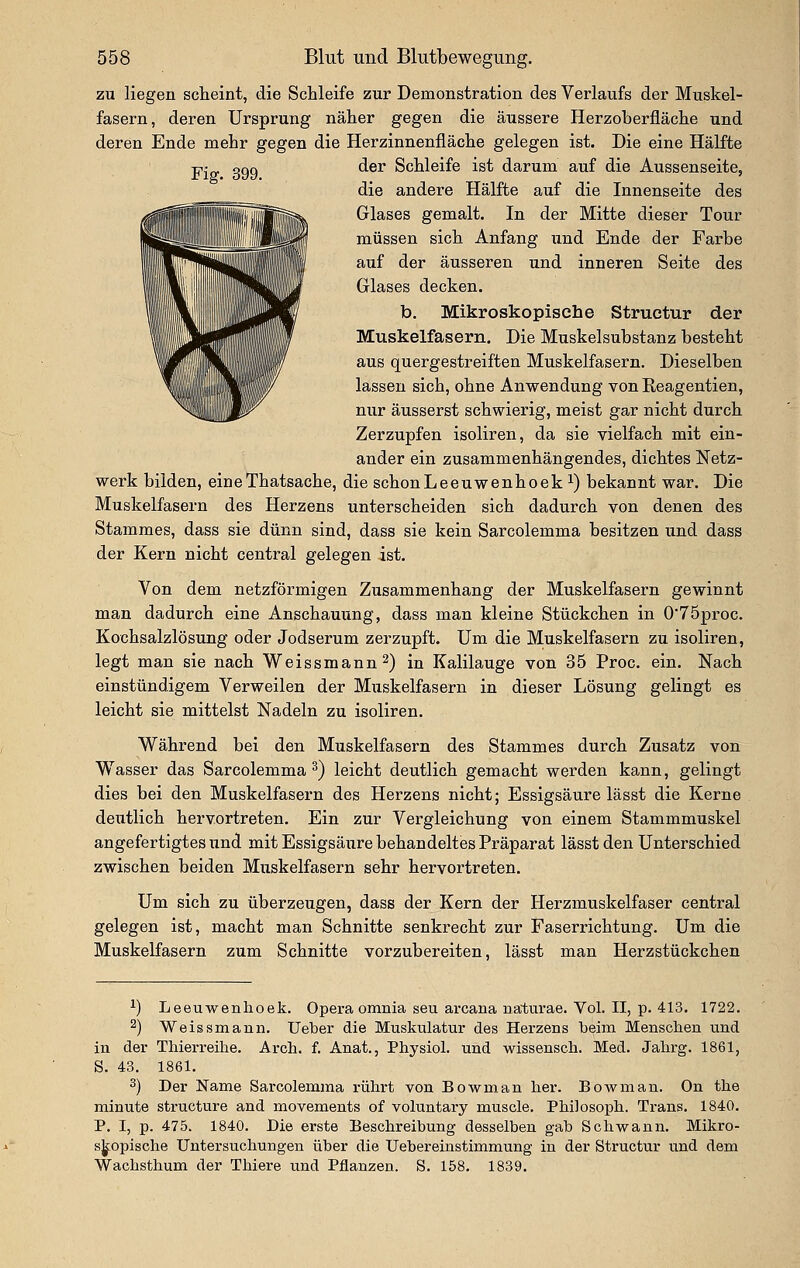 zu liegen scheint, die Schleife zur Demonstration des Verlaufs der Muskel- fasern, deren Ursprung näher gegen die äussere Herzoberfläche und deren Ende mehr gegen die Herzinnenfläche gelegen ist. Die eine Hälfte ■p- QQQ der Schleife ist darum auf die Aussenseite, die andere Hälfte auf die Innenseite des Glases gemalt. In der Mitte dieser Tour müssen sich Anfang und Ende der Farbe auf der äusseren und inneren Seite des Glases decken. b. Mikroskopische Structur der Muskelfasern. Die Muskelsubstanz besteht aus quergestreiften Muskelfasern. Dieselben lassen sich, ohne Anwendung von Reagentien, nur äusserst schwierig, meist gar nicht durch Zerzupfen isoliren, da sie vielfach mit ein- ander ein zusammenhängendes, dichtes Netz- werk bilden, eineThatsache, die schonLeeuwenhoek ^) bekannt war. Die Muskelfasern des Herzens unterscheiden sich dadurch von denen des Stammes, dass sie dünn sind, dass sie kein Sarcolemma besitzen und dass der Kern nicht central gelegen ist. Von dem netzförmigen Zusammenhang der Muskelfasern gewinnt man dadurch eine Anschauung, dass man kleine Stückchen in 0'75proc. Kochsalzlösung oder Jodserum zerzupft. Um die Muskelfasern zu isoliren, legt man sie nach Weissmann 2) in Kalilauge von 35 Proc. ein. Nach einstündigem Verweilen der Muskelfasern in dieser Lösung gelingt es leicht sie mittelst Nadeln zu isoliren. Während bei den Muskelfasern des Stammes durch Zusatz von Wasser das Sarcolemma ^) leicht deutlich gemacht werden kann, gelingt dies bei den Muskelfasern des Herzens nicht; Essigsäure lässt die Kerne deutlich hervortreten. Ein zur Vergleichung von einem Stammmuskel angefertigtes und mit Essigsäure behandeltes Präparat lässt den Unterschied zwischen beiden Muskelfasern sehr hervortreten. Um sich zu überzeugen, dass der Kern der Herzmuskelfaser central gelegen ist, macht man Schnitte senkrecht zur Faserrichtung. Um die Muskelfasern zum Schnitte vorzubereiten, lässt man Herzstückchen ^) Leeuwenhoek. Opera omnia seu arcana naturae. Vol. II, p. 413. 1722. 2) Weissmann. lieber die Muskulatur des Herzens beim Menseben und in der Thierreihe. Arch. f. Anat., Physiol. und wissensch. Med. Jabrg. 1861, S. 43. 1861. 3) Der Name Sarcolemma rührt von Bowman hei-. BoAvman. On the minute structure and movements of voluntary muscle. Philosoph. Trans. 1840. P. I, p. 475. 1840. Die erste Beschreibung desselben gab Schwann. Mikro- skopische Untersuchungen über die Uebereinstimmung in der Structur und dem Wachsthum der Thiere und Pflanzen. S. 158. 1839.