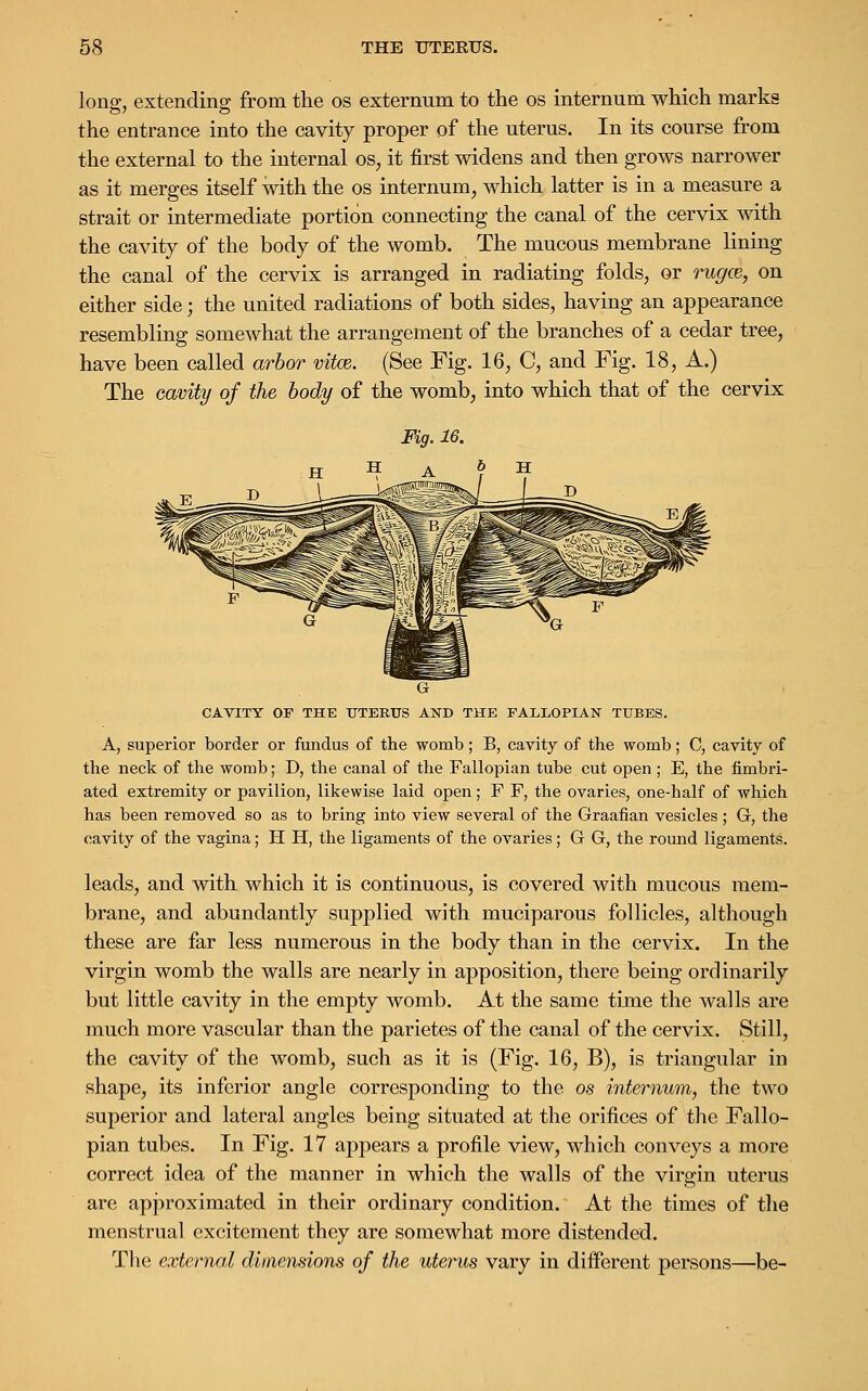 long, extending from the os externum to the os internum which marks the entrance into the cavity proper of the uterus. In its course from the external to the internal os, it first widens and then grows narrower as it merges itself with the os internum, which latter is in a measure a strait or intermediate portion connecting the canal of the cervix with the cavity of the body of the womb. The mucous membrane lining the canal of the cervix is arranged in radiating folds, or rugce, on either side; the united radiations of both sides, having an appearance resembling somewhat the arrangement of the branches of a cedar tree, have been called arbor vitce. (See Fig. 16, C, and Fig. 18, A.) The cavity of the body of the womb, into which that of the cervix Fig. 16. CAVITY OF THE UTERUS AND THE FALLOPIAN TUBES. A, superior border or fundus of the wornb; B, cavity of the womb; C, cavity of the neck of the womb; D, the canal of the Fallopian tube cut open ; E, the fimbri- ated extremity or pavilion, likewise laid open; F F, the ovaries, one-half of which has been removed so as to bring into view several of the Graafian vesicles ; G, the cavity of the vagina; H H, the ligaments of the ovaries; G G, the round ligaments. leads, and with which it is continuous, is covered with mucous mem- brane, and abundantly supplied with muciparous follicles, although these are far less numerous in the body than in the cervix. In the virgin womb the walls are nearly in apposition, there being ordinarily but little cavity in the empty womb. At the same time the walls are much more vascular than the parietes of the canal of the cervix. Still, the cavity of the womb, such as it is (Fig. 16, B), is triangular in shape, its inferior angle corresponding to the os internum, the two superior and lateral angles being situated at the orifices of the Fallo- pian tubes. In Fig. 17 appears a profile view, which conveys a more correct idea of the manner in which the walls of the virgin uterus are approximated in their ordinary condition. At the times of the menstrual excitement they are somewhat more distended. The external dimensions of the uterus vary in diiferent persons—be-