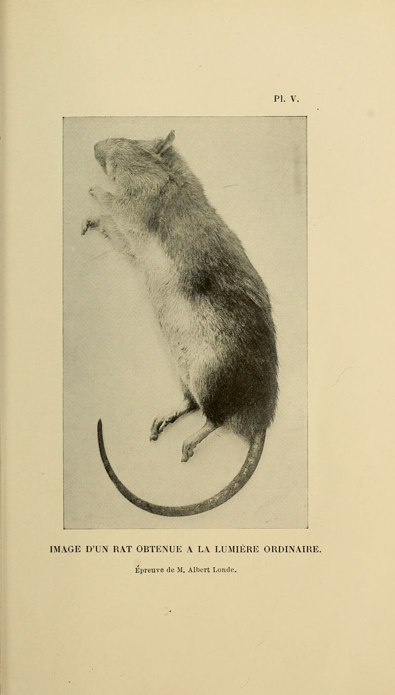 IMAGE D'UN RAT OBTENUE A LA LUMIÈRE ORDINAIRE. Épreuve de M. Albert Londe.