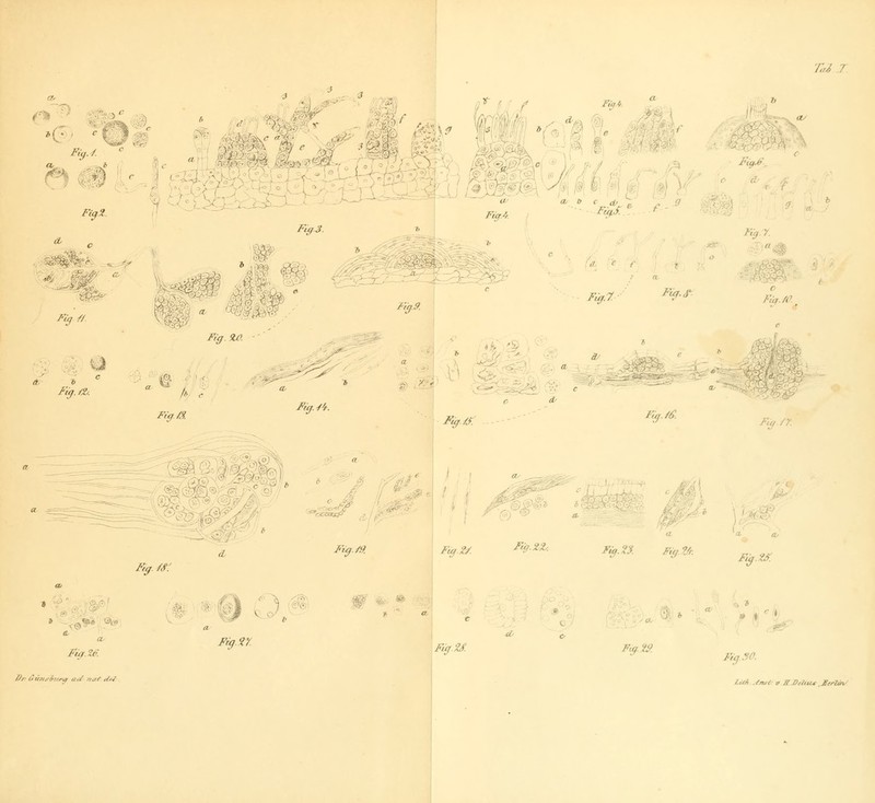 FüfJ. R^r r,;^9 -rr- . ■ rrji.f. .-■'- y \-. Fig.ZO. Fig.3. fy<j.9. Füj. /4. Fä^S. Fuj.7. Fuf., Fiß./S. '■•f^%r \ fc Fig. 7. Fiu./d Fu^ /r. g)vp«:y?. /'l^./^ Füf.U ^'^■^^- Fiß.ZS. Fig.fJt. F,^./r. Fi^.M ■ äüru-irtni at/ na/ )M 0 # w Fig.n Fi^M Fuf. Ät Fuf. Ff^.50.