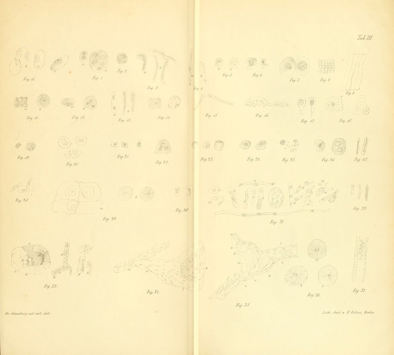 7Um. Ij ^y '^ /v« // '^, m ^ ^^ fifj /'/ J-J JPiff. T. Ft^. 8. W \y®l^\ ruf.s % Füy f^ C*3 (t] t\ Fi^Z/. ■S'(-^\ Fuf23 Fi^ti r,^ 9/ -^ M. F,^.32.. F,^3i li^M F,nJ} ■ //tiiisiftira U4/y/va/^, t/tl^ XUA Jn^'f. jf U DeäuaSeriM