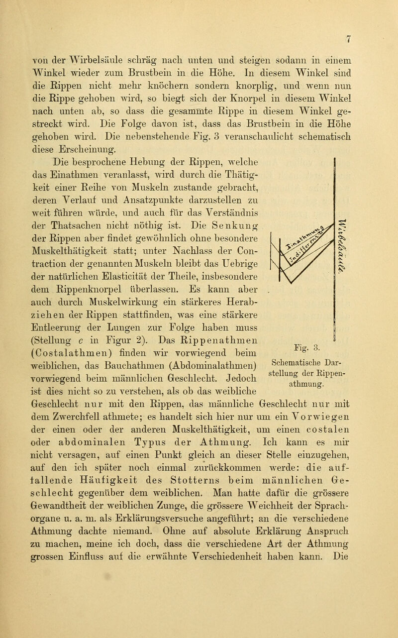 von der Wirbelsäule schräg nacli unten und steigen sodann in einem Winkel wieder zum Brustbein in die Höhe. In diesem Winkel sind die Rippen nicht mehr knöchern sondern knorplig, und wenn nun die Rippe gehoben wird, so biegt sich der Knorpel in diesem Winkel nach unten ab, so dass die gesammte Rippe in diesem Winkel ge- streckt wird. Die Folge davon ist, dass das Brustbein in die Höhe gehoben wird. Die nebenstehende Fig. 3 veranschaulicht schematisch diese Erscheinung. Die besprochene Hebung der Rippen, welche das Einathmen veranlasst, wird durch die Thätig- keit einer Reihe von Muskeln zustande gebracht, deren Verlauf und Ansatzpunkte darzustellen zu weit fähren würde, und auch für das Verständnis der Thatsachen nicht nöthig ist. Die Senkung der Rippen aber findet gewöhnlich ohne besondere Muskelthätigkeit statt; unter Nachlass der Con- traction der genannten Muskeln bleibt das Uebrige der natürlichen Elasticität der Theile, insbesondere dem Rippenknorpel überlassen. Es kann aber auch durch Muskelwirkung ein stärkeres Herab- ziehen der Rippen stattfinden, was eine stärkere Entleerung der Lungen zur Folge haben muss (Stellung c in Figur 2). Das Rippenathmen (Costalathmen) finden wir vorwiegend beim weiblichen, das Bauchathmen (Abdominalathmen) vorwiegend beim männlichen Geschlecht. Jedoch ist dies nicht so zu verstehen, als ob das weibliche Geschlecht nur mit den Rippen, das männliche Geschlecht nur mit dem Zwerchfell athmete; es handelt sich hier nur um ein Vorwiegen der einen oder der anderen Muskelthätigkeit, um einen costalen oder abdominalen Typus der Athmung. Ich kann es mir nicht versagen, auf einen Punkt gleich an dieser Stelle einzugehen, auf den ich später noch einmal zurückkommen werde: die auf- fallende Häufigkeit des Stotterns beim männlichen Ge- schlecht gegenüber dem weiblichen. Man hatte dafür die grössere Gewandtheit der weiblichen Zunge, die grössere Weichheit der Sprach- organe u. a. m. als Erklärungsversuche angeführt; an die verschiedene Athmung dachte niemand. Ohne auf absolute Erklärung Anspruch zu machen, meine ich doch, dass die verschiedene Art der Athmung grossen Einfluss auf die erwähnte Verschiedenheit haben kann. Die Fig. 3. Scliematische Dar- stellung der Rippen- athmung.