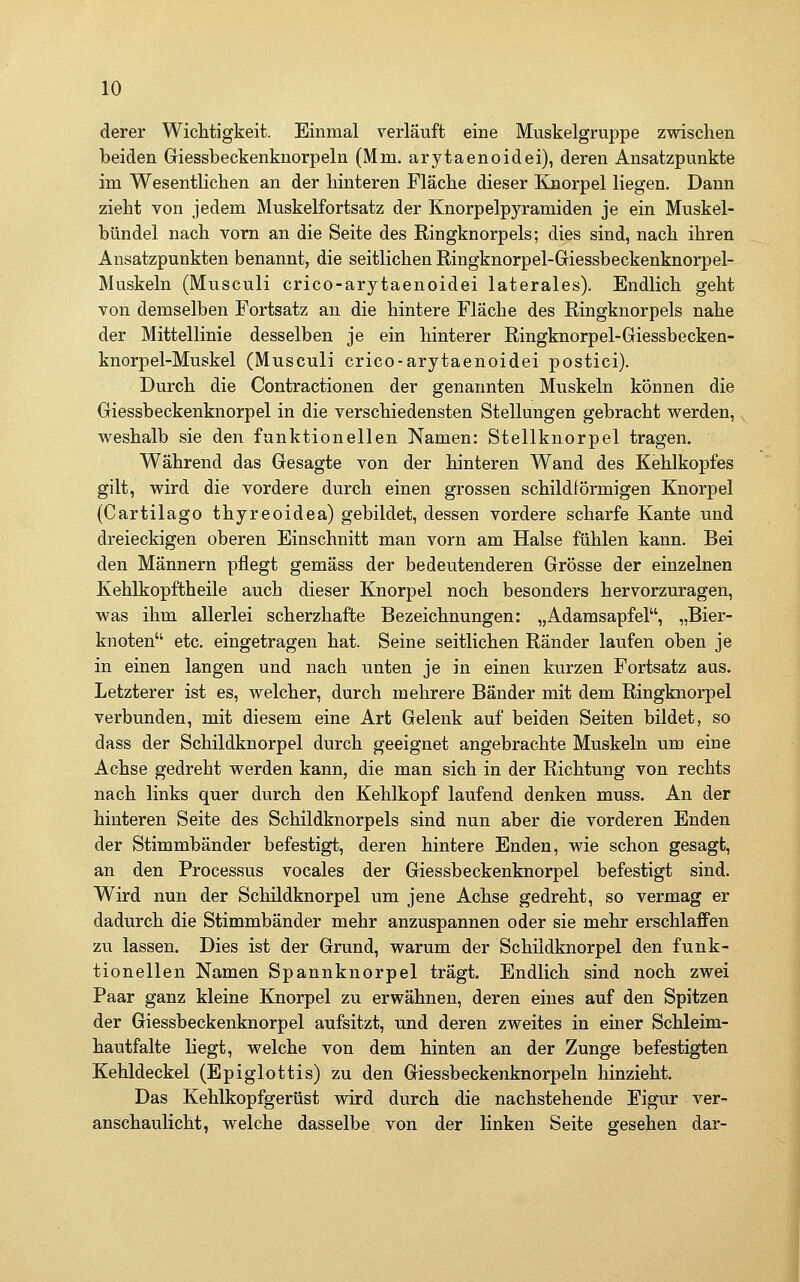derer Wiclitigkeit. Einmal verläuft eine Muskelgruppe zwischen beiden Giessbeckenknorpeln (Mm. arytaenoidei), deren Ansatzpunkte im Wesentlichen an der hinteren Fläche dieser Knorpel liegen. Dann zieht von jedem Muskelfortsatz der Knorpelpyramiden je ein Muskel- bündel nach vorn an die Seite des Ringknorpels; dies sind, nach ihren Ansatzpunkten benannt, die seitlichen Ringknorpel-Giessbeckenknorpel- Muskeln (Musculi crico-arytaenoidei laterales). Endlich geht von demselben Fortsatz an die hintere Fläche des Ringknorpels nahe der Mittellinie desselben je ein hinterer Ringknorpel-Giessbecken- knorpel-Muskel (Musculi crico-arytaenoidei postici). Durch die Contractionen der genannten Muskeln können die Giessbeckenknorpel in die verschiedensten Stellungen gebracht werden, weshalb sie den funktionellen Namen: Stellknorpel tragen. Während das Gesagte von der hinteren Wand des Kehlkopfes gilt, wird die vordere durch einen grossen schildförmigen Knorpel (Cartilago thyreoidea) gebildet, dessen vordere scharfe Kante und dreieckigen oberen Einschnitt man vorn am Halse fühlen kann. Bei den Männern pflegt gemäss der bedeutenderen Grösse der einzelnen Kehlkopftheile auch dieser Knorpel noch besonders hervorzuragen, was ihm allerlei scherzhafte Bezeichnungen: „Adamsapfel, „Bier- knoten etc. eingetragen hat. Seine seitlichen Ränder laufen oben je in einen langen und nach unten je in einen kurzen Fortsatz aus. Letzterer ist es, welcher, durch mehrere Bänder mit dem Ringknorpel verbunden, mit diesem eine Art Gelenk auf beiden Seiten bildet, so dass der Schildknorpel durch geeignet angebrachte Muskeln um eine Achse gedreht werden kann, die man sich in der Richtung von rechts nach links quer durch den Kehlkopf laufend denken muss. An der hinteren Seite des Schildknorpels sind nun aber die vorderen Enden der Stimmbänder befestigt, deren hintere Enden, wie schon gesagt, an den Processus vocales der Giessbeckenknorpel befestigt sind. Wird nun der Schildknorpel um jene Achse gedreht, so vermag er dadurch die Stimmbänder mehr anzuspannen oder sie mehr erschlaffen zu lassen. Dies ist der Grund, warum der Schildknorpel den funk- tionellen Namen Spannknorpel trägt. Endlich sind noch zwei Paar ganz kleine Knorpel zu erwähnen, deren eines auf den Spitzen der Giessbeckenknorpel aufsitzt, und deren zweites in einer Schleim- hautfalte liegt, welche von dem hinten an der Zunge befestigten Kehldeckel (Epiglottis) zu den Giessbeckenknorpeln hinzieht. Das Kehlkopfgerüst wird durch die nachstehende Figur ver- anschaulicht, welche dasselbe von der linken Seite gesehen dar-