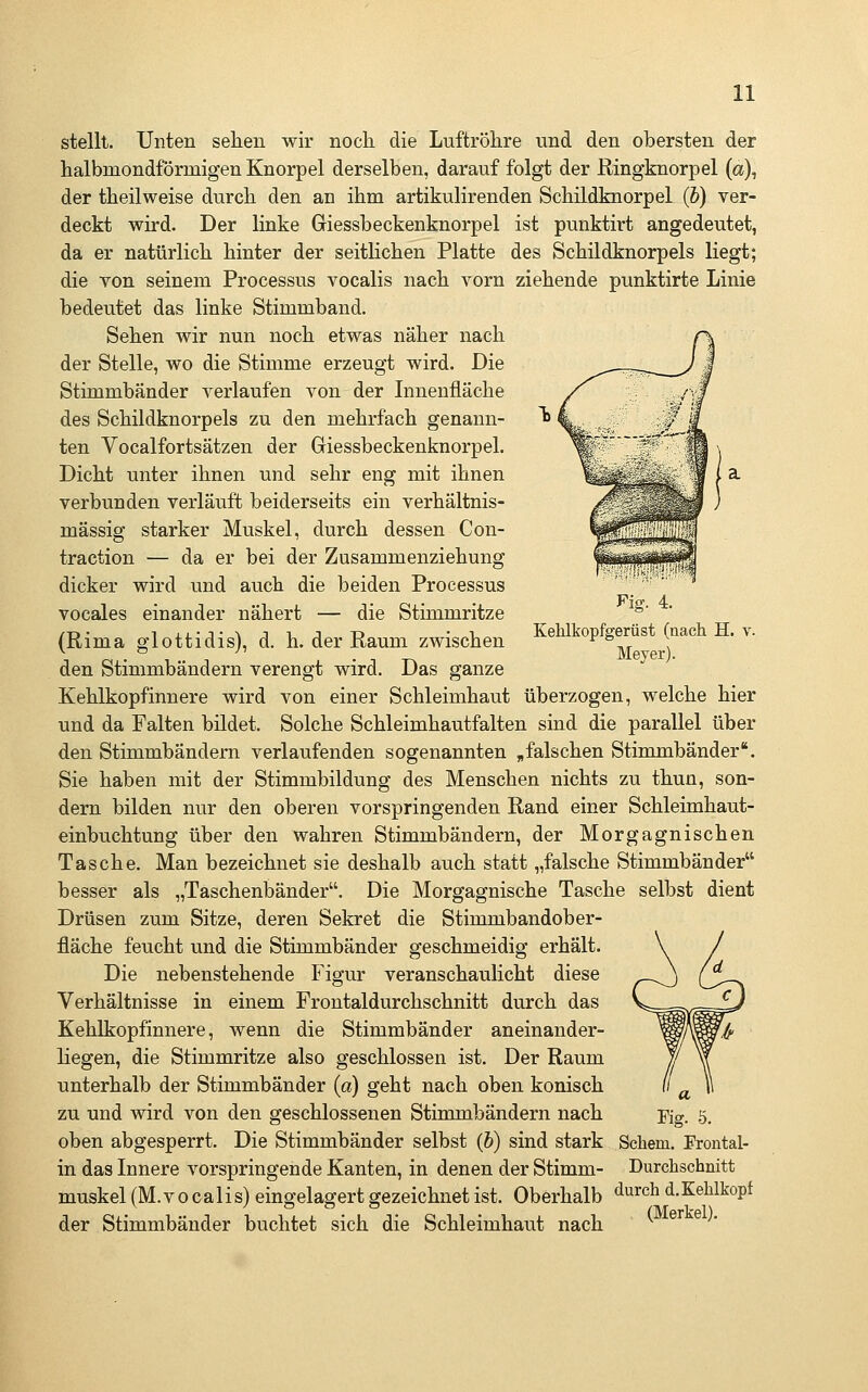 Fig. 4. Kehlkopfgerüst (nach H. v. Meyer). stellt. Unten seilen wir nock die Luftröhre und den obersten der halbmondförmigen Knorpel derselben, darauf folgt der Ringknorpel (a), der theilweise durch den an ihm artikulirenden Schildknorpel (b) ver- deckt wird. Der linke Giessbeckenknorpel ist punktirt angedeutet, da er natürlich hinter der seitlichen Platte des Schildknorpels liegt; die von seinem Processus vocalis nach vorn ziehende punktirte Linie bedeutet das linke Stimmband. Sehen wir nun noch etwas näher nach der Stelle, wo die Stimme erzeugt wird. Die Stimmbänder verlaufen von der Lmenfläche des Schildknorpels zu den mehrfach genann- ten Vocalfortsätzen der Giessbeckenknorpel. Dicht unter ihnen und sehr eng mit ihnen verbunden verläuft beiderseits ein verhältnis- mässig starker Muskel, durch dessen Con- traction — da er bei der Zusammenziehung dicker wird und auch die beiden Processus vocales einander nähert — die Stimmritze (Rima glottidis), d. h. der Raum zwischen den Stimmbändern verengt wird. Das ganze Kehlkopfinnere wird von einer Schleimhaut überzogen, welche hier und da Falten bildet. Solche Schleimhautfalten sind die parallel über den Stimmbändern verlaufenden sogenannten „falschen Stimmbänder. Sie haben mit der Stimmbildung des Menschen nichts zu thun, son- dern bilden nur den oberen vorspringenden Rand einer Schleimhaut- einbuchtung über den wahren Stimmbändern, der Morgagnischen Tasche. Man bezeichnet sie deshalb auch statt „falsche Stimmbänder besser als „Taschenbänder. Die Morgagnische Tasche selbst dient Drüsen zum Sitze, deren Sekret die Stimmbandober- fläche feucht und die Stimmbänder geschmeidig erhält. Die nebenstehende Figm' veranschaulicht diese Verhältnisse in einem Frontaldurchschnitt durch das Kehlkopfinnere, wenn die Stimmbänder aneinander- liegen, die Stimmritze also geschlossen ist. Der Raum unterhalb der Stimmbänder (a) geht nach oben konisch zu und wird von den geschlossenen Stimmbändern nach oben abgesperrt. Die Stimmbänder selbst (&) sind stark in das Innere vorspringende Kanten, in denen der Stimm- muskel (M.vocalis) eingelagert gezeichnet ist. Oberhalb ^^^^^ d.Kehlkopf a Kg- ö. Sehern. Frontal- Durchschnitt der Stimmbänder buchtet sich die Schleimhaut nach (Merkel).