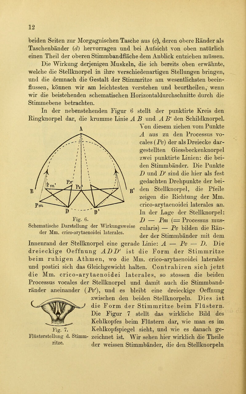 beiden Seiten zur Morgagnischen Tasclie aus (c), deren obere Ränder als Taschenbänder (d) hervorragen und bei Aufsicht von oben natürlich einen Theil der oberen Stimmbandfläche dem Anblick entziehen müssen. Die Wirkung derjenigen Muskeln, die ich bereits oben erwähnte, welche die Stellknorpel in ihre verschiedenartigen Stellungen bringen, und die demnach die Gestalt der Stimmritze am wesentlichsten beein- flussen, können wir am leichtesten verstehen und beurtheilen, wenn wir die beistehenden schematischen Horizontaldurchschnitte durch die Stimm ebene betrachten. In der nebenstehenden Figur 6 stellt der punktirte Kreis den Ringknorpel dar, die krumme Linie Ä B und Ä B' den Schildknorpel. ^ Von diesem ziehen vom Punkte A aus zu den Processus vo- cales (Py) der als Dreiecke dar- gestellten Giessbeckenknorpel zwei punktirte Linien: die bei- den Stimmbänder. Die Punkte D und D' sind die hier als fest gedachten Drehpunkte der bei- den Stellknorpel, die Pfeile zeigen die Richtung der Mm. crico-arytaenoidei laterales an. In der Lage der Stellknorpel: D — Bm {= Processus mus- cularis) — Bv bilden die Rän- der der Stimmbänder mit dem Innenrand der Stellknorpel eine gerade Linie: A — Bv — D. Die dreieckige Oeffnung ABB' ist die Form der Stimmritze beim ruhigen Athmen, wo die Mm. crico-arytaenoidei laterales und postici sich das Gleichgewicht halten. Contrahiren sich jetzt die Mm. crico-arytaenoidei laterales, so stossen die beiden Processus vocales der Stellknorpel und damit auch die Stimmband- ränder aneinander {Bv')^ und es bleibt eine dreieckige Oeffnung zwischen den beiden Stellknorpeln. Dies ist die Form der Stimmritze beim Flüstern. Die Figur 7 stellt das wirkliche Bild des Kehlkopfes beim Flüstern dar, wie man es im Kehlkopfspiegel sieht, und wie es danach ge- zeichnet ist. Wir sehen hier wirklich die Theile Fig. 6. Schematische Darstellung der Wirkungsweise der Mm. crico-arytaenoidei laterales. Kg. 7. Flüsterstellung d. Stimm' ritze. der weissen Stimmbänder, die den Stellknorpeln