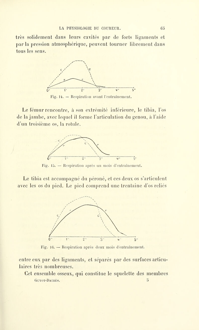 très solidement dans leurs cavités par de forts ligaments et parla pression atmosphérique, peuvent tourner librement dans tous les sens. c / 0- v 2- 3 v y Fig. 14. — Respiration avant l'entraînement. Le fémur rencontre, à son extrémité inférieure, le tibia, l'os de la jambe, avec lequel il forme l'articulation du genou, à l'aide d'un troisième os, la rotule. c v 2 3 v y Fig. 15. — Respiration après un mois d'entraînement. Le tibia est accompagné du péroné, et ces deux os s'articulent avec les os du pied. Le pied comprend une trentaine d'os reliés 0 1 V 3 V 5 Fig. 16. — Respiration après deux mois d'entraînement. entre eux par des ligaments, et séparés par des surfaces articu- laires très nombreuses. Cet ensemble osseux, qui constitue le squelette des membres Glyot-Daubès. 5