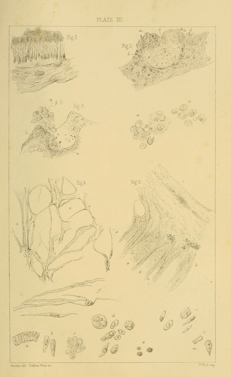 PLATE HI. luEfcn West zc