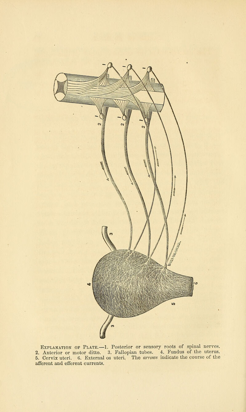 Explanation op Plate.—1. Posterior or sensory roots of spinal nerves. 2. Anterior or motor ditto. 3. Fallopian tubes. 4. Fundus of the uterus. 5. Cervix uteri. 6. External os uteri. The arrows indicate the course of the afferent and efferent currents.