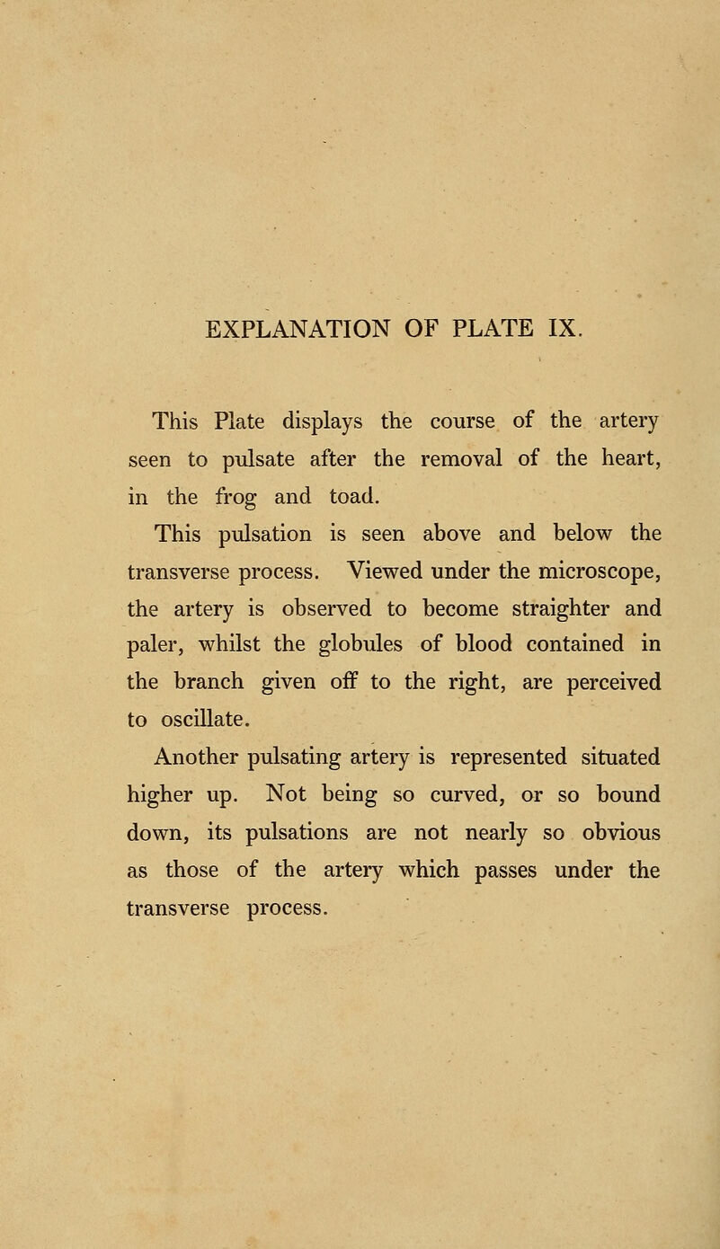 This Plate displays the course of the artery seen to pulsate after the removal of the heart, in the frog and toad. This pulsation is seen above and below the transverse process. Viewed under the microscope, the artery is observed to become straighter and paler, whilst the globules of blood contained in the branch given off to the right, are perceived to oscillate. Another pulsating artery is represented situated higher up. Not being so curved, or so bound down, its pulsations are not nearly so obvious as those of the artery which passes under the transverse process.