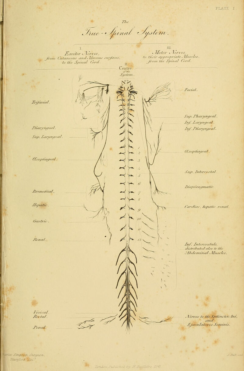 The y'lae i(i£ - t^j/mn r/ r yu,j/i /Jl . fi-iim Cutaneous mid^ Uucoiis .'i/z/imv, to f/ie Sputa/ (or//. to t/ieir appropriate ^Miiscles, p-o/ti t/le Spinal Cord. Jfeviori Tc.yical Hec/ci/. jPcrtal. Juzcial. Sii/i. J^/iarj/nr/i'al. I/if. Zari/fiffiat. J/if. J'/iti/;i///tp'iji ■ (Ssop/itit/riii. Slip. Jnti'rrostiii. Dir7/>/irn^jmi7tic. Ctirrii/rr. Ai/w/ir, 7-c/ifi/. !/>/: I/rtrrro.s-/„L-. ,}istrii<tit,;f ,t/.--o to t/o; /4i>tio//i//>rii, l/i/.i-f/iv ,1 hTiii- toM'oSp/ii/iitor. -1/ii, JH/nr/z/afores Se//i////s. '^tirics SimpJ^p,, Surffs.on,. Stamford!^ei.^