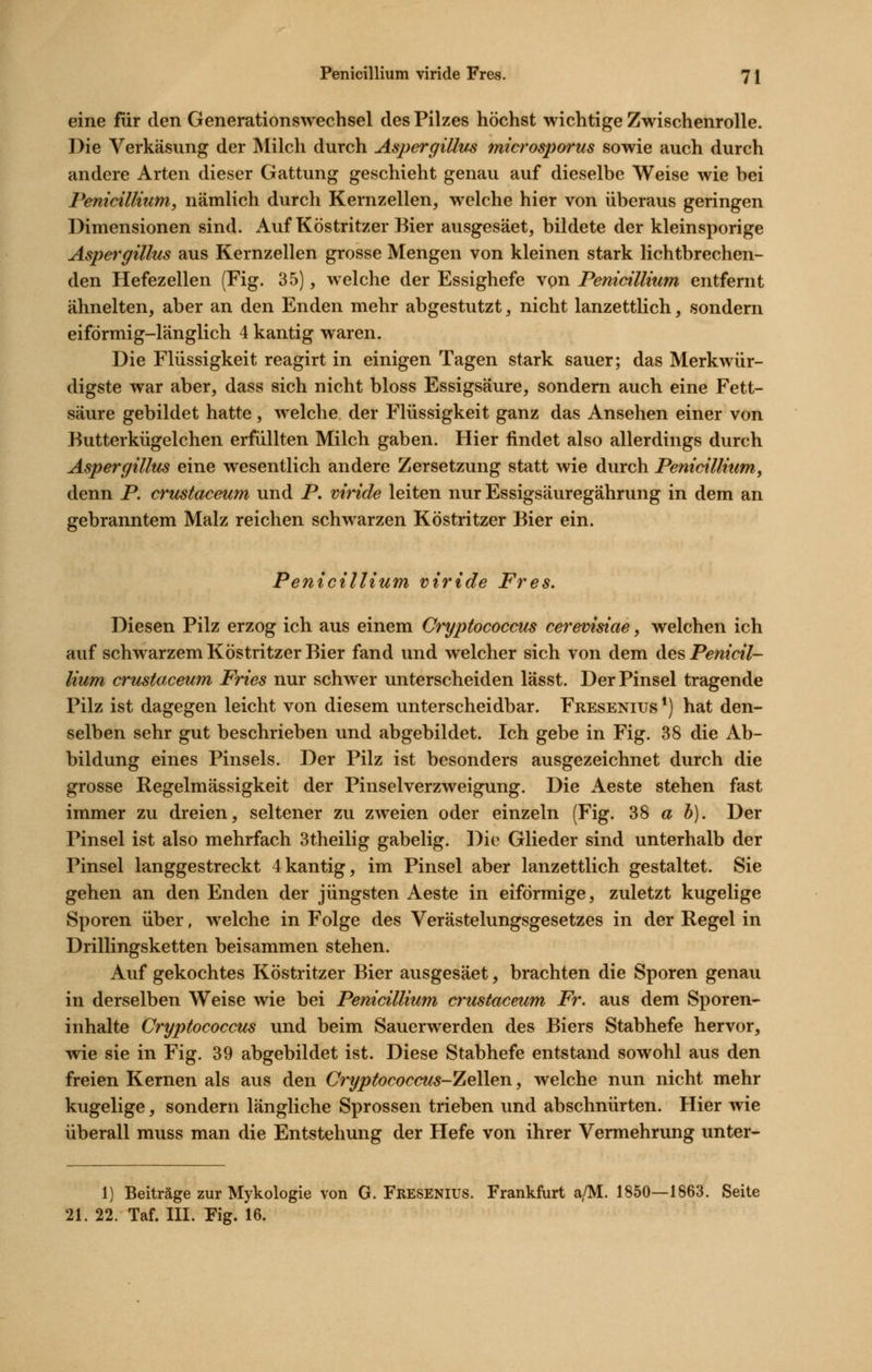 eine für den Generationswechsel des Pilzes höchst wichtige Zwischenrolle. Die Verkäsung der Milch durch Aspergillus microsporus sowie auch durch andere Arten dieser Gattung geschieht genau auf dieselbe Weise wie bei Pemcillnim, nämlich durch Kernzellen, welche hier von überaus geringen Dimensionen sind. Auf Köstritzer Bier ausgesäet, bildete der kleinsporige Aspergillus aus Kernzellen grosse Mengen von kleinen stark lichtbrechen- den Hefezellen (Fig. 35), welche der Essighefe von Penicillium entfernt ähnelten, aber an den Enden mehr abgestutzt, nicht lanzettlich, sondern eiförmig-länglich 4 kantig waren. Die Flüssigkeit reagirt in einigen Tagen stark sauer; das Merkwür- digste war aber, dass sich nicht bloss Essigsäure, sondern auch eine Fett- säure gebildet hatte , welche der Flüssigkeit ganz das Ansehen einer von Butterkügelchen erfüllten Milch gaben. Hier findet also allerdings durch Aspergillus eine wesentlich andere Zersetzung statt wie durch Penicillium, denn P. cru^taceum und P. viride leiten nur Essigsäuregährung in dem an gebranntem Malz reichen schwarzen Köstritzer Bier ein. Penicillium viride Fres. Diesen Pilz erzog ich aus einem Cryptococcus cerevisiae, welchen ich auf schwarzem Köstritzer Bier fand und welcher sich von dem des Penicil- lium crustaceum Fries nur schwer unterscheiden lässt. Der Pinsel tragende Pilz ist dagegen leicht von diesem unterscheidbar. Fresenius*) hat den- selben sehr gut beschrieben und abgebildet. Ich gebe in Fig. 38 die Ab- bildung eines Pinsels. Der Pilz ist besonders ausgezeichnet durch die grosse Regelmässigkeit der Pinselverzweigung. Die Aeste stehen fast immer zu dreien, seltener zu zweien oder einzeln (Fig. 38 a h). Der Pinsel ist also mehrfach 3theilig gabelig. Die Glieder sind unterhalb der Pinsel langgestreckt 4kantig, im Pinsel aber lanzettlich gestaltet. Sie gehen an den Enden der jüngsten Aeste in eiförmige, zuletzt kugelige Sporen über, welche in Folge des Verästelungsgesetzes in der Regel in Drillingsketten beisammen stehen. Auf gekochtes Köstritzer Bier ausgesäet, brachten die Sporen genau in derselben Weise wie bei Penicillium crustaceum Fr. aus dem Sporen- inhalte Cryptococcus und beim Sauerwerden des Biers Stabhefe hervor, wie sie in Fig. 39 abgebildet ist. Diese Stabhefe entstand sowohl aus den freien Kernen als aus den Cryptococcus-TteWen, welche nun nicht mehr kugelige, sondern längliche Sprossen trieben und abschnürten. Hier wie überall muss man die Entstehung der Hefe von ihrer Vermehrung unter- 1) Beiträge zur Mykologie von G.Fresenius. Frankfurt a/M. 1850—1863. Seite 21. 22. Taf. III. Fig. 16.