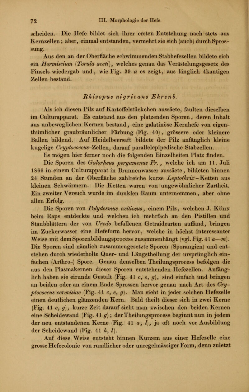 scheiden. Die Hefe bildet sich ihrer ersten Entstehung nach stets aus Kernzellen; aber, einmal entstanden, vermehrt sie sich (auch) durch Spros- sung. Aus den an der Oberfläche schwimmenden Stabhefezellen bildete sich ein Hormiscium (Torula aceti), welches genau das Verästelungsgesetz des Pinsels wiedergab und, wie Fig. 39 a es zeigt, aus länglich 4kantigen Zellen bestand. Rhizopus nigricans Ehrenh. Als ich diesen Pilz auf KartofFelstückchen aussäete, faulten dieselben im Culturapparat. Es entstand aus den platzenden Sporen, deren Inhalt aus unbeweglichen Kernen bestand, eine galatinöse Kernhefe von eigen- thümlicher graubräunlicher Färbung (Fig. 40) , grössere oder kleinere Ballen bildend. Auf Heidelbeersaft bildete der Pilz anfänglich kleine kugelige Cryptococcus-TäeWQji, darauf parallelepipedische Stabzellen. Es mögen hier femer noch die folgenden Einzelheiten Platz finden. Die Sporen des Galorheus pergamentis Fr., welche ich am 11. Juli 1866 in einem Culturapparat in Brunnenwasser aussäete, bildeten binnen 24 Stunden an der Oberfläche zahlreiche kurze Leptofhrix-J^etten aus kleinen Schwärmern. Die Ketten waren von ungewöhnlicher Zartheit. Ein zweiter Versuch wurde im dunklen Raum unternommen, aber ohne allen Erfolg. Die Sporen von Polydesmus exitiosus, einem Pilz, welchen J. Kühn beim Raps entdeckte und welchen ich mehrfach an den Pistillen und Staubblättern der von Uredo befallenen Getraidearten auffand, bringen im Zuckerwasser eine Hefeform hervor, welche in höchst interessanter Weise mit dem Sporenbildungsprocess zusammenhängt (vgl. Fig. 41 a—m). Die Sporen sind nämlich zusammengesetzte Sporen (Sporangien) und ent- stehen durch wiederholte Quer- und Längstheilung der ursprünglich ein- fachen (Arthro-) Spore. Genau denselben Theilungsprocess befolgen die aus den Plasmakernen dieser Sporen entstehenden Hefezellen. Anfäng- lich haben sie eirunde Gestalt (Fig. 41 c, e, g], sind einfach und bringen an beiden oder an einem Ende Sprossen hervor genau nach Art des Crg- ptococcus cerevisiae (Fig. 41 c, e, y). Man sieht in jeder solchen Hefezelle einen deutlichen glänzenden Kern. Bald theilt dieser sich in zwei Kerne (Fig. M e, g], kurze Zeit darauf sieht man zwischen den beiden Kernen eine Scheidewand (Fig. 41 y); der Theilungsprocess beginnt nun in jedem der neu entstandenen Kerne (Fig. 41 a, /), ja oft noch vor Ausbildung der Scheidewand (Fig. 41 A, /). Auf diese Weise entsteht binnen Kurzem aus einer Hefezelle eine grosse Hefecolonie von rundlicher oder unregelmässiger Form, denn zuletzt
