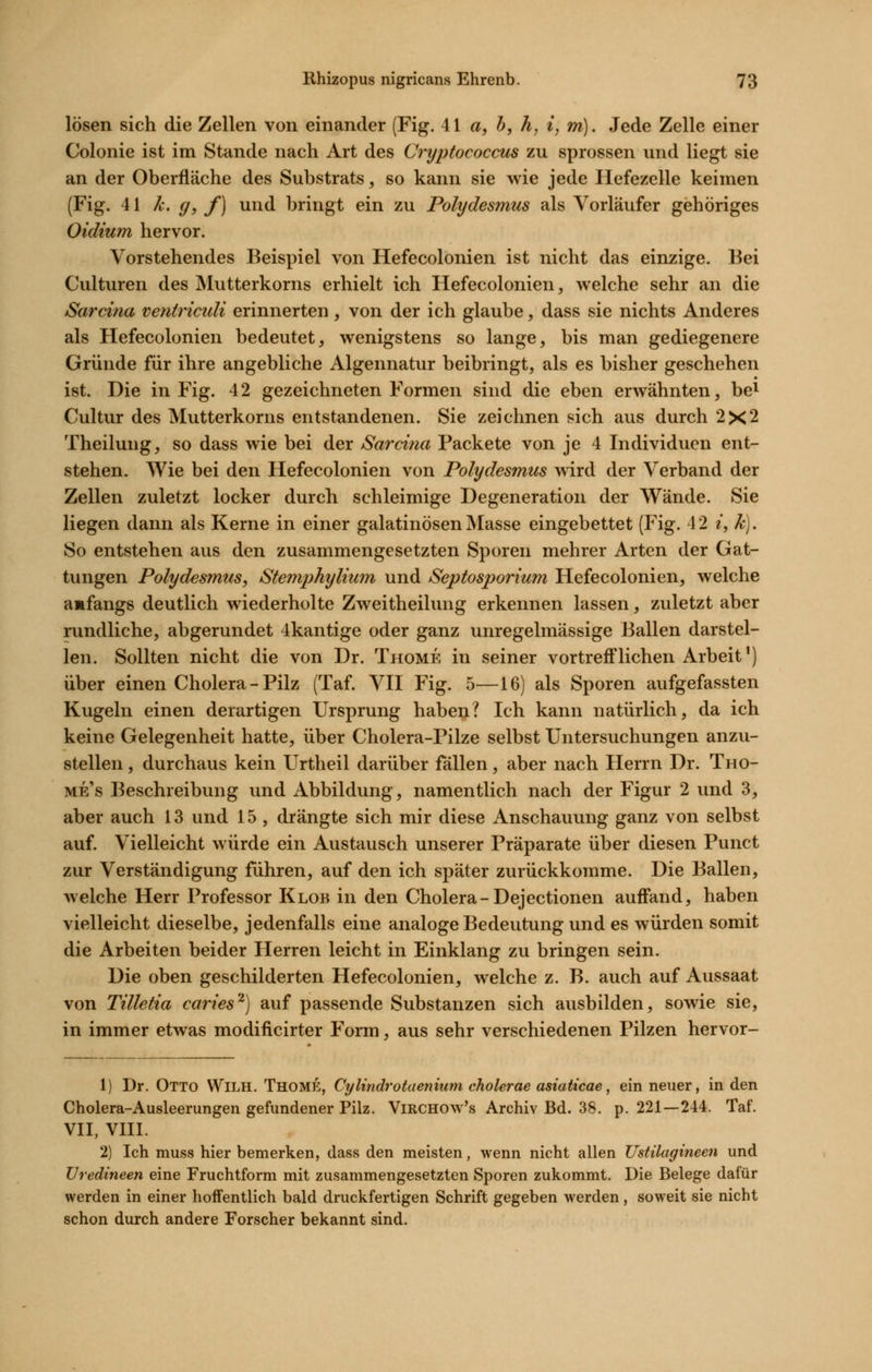 lösen sich die Zellen von einander (Fig. AI a, b, h, i, m). Jede Zelle einer Colonie ist im Stande nach Art des Cryptococcus zu sprossen und liegt sie an der Oberfläche des Substrats, so kann sie wie jede Hefezelle keimen (Fig. 41 k. g, f) und bringt ein zu Polydesmus als Vorläufer gehöriges Oidium hervor. Vorstehendes Beispiel von Hefecolonien ist nicht das einzige. Bei Culturen des Mutterkorns erhielt ich Hefecolonien, welche sehr an die Sarcina ventriculi erinnerten, von der ich glaube, dass sie nichts Anderes als Hefecolonien bedeutet, wenigstens so lange, bis man gediegenere Gründe für ihre angebliche Algennatur beibringt, als es bisher geschehen ist. Die in Fig. 4 2 gezeichneten Formen sind die eben erwähnten, be^ Cultur des Mutterkorns entstandenen. Sie zeichnen sich aus durch 2X2 Theilung, so dass wie bei der Sarcina Packete von je 4 Individuen ent- stehen. Wie bei den Hefecolonien von Polydesmus wird der Verband der Zellen zuletzt locker durch schleimige Degeneration der Wände. Sie liegen dann als Kerne in einer galatinösen Masse eingebettet (Fig. 42 i, k). So entstehen aus den zusammengesetzten Sporen mehrer Arten der Gat- tungen Polydesmus, Stemphylium und Septosporium Hefecolonien, welche amfangs deutlich wiederholte Zweitheilung erkennen lassen, zuletzt aber rundliche, abgerundet 4kantige oder ganz unregelmässige Ballen darstel- len. Sollten nicht die von Dr. Thome in seiner vortrefflichen Arbeit') über einen Cholera - Pilz (Taf. VH Fig. 5—16) als Sporen aufgefassten Kugeln einen derartigen Ursprung haben? Ich kann natürlich, da ich keine Gelegenheit hatte, über Cholera-Pilze selbst Untersuchungen anzu- stellen , durchaus kein Urtheil darüber fällen, aber nach Herrn Dr. Tho- me's Beschreibung und Abbildung, namentlich nach der Figur 2 und 3, aber auch 13 und 15 , drängte sich mir diese Anschauung ganz von selbst auf. Vielleicht würde ein Austausch unserer Präparate über diesen Punct zur Verständigung führen, auf den ich später zurückkomme. Die Ballen, welche Herr Professor Klob in den Cholera-Dejectionen auffand, haben vielleicht dieselbe, jedenfalls eine analoge Bedeutung und es würden somit die Arbeiten beider Herren leicht in Einklang zu bringen sein. Die oben geschilderten Hefecolonien, welche z. B. auch auf Aussaat von Tilletia caries'^) auf passende Substanzen sich ausbilden, sowie sie, in immer etwas modificirter Form, aus sehr verschiedenen Pilzen hervor- 1) Dr. Otto Wilh. Thome, Cylindrotaenium cholerae asiaticae, ein neuer, in den Cholera-Ausleerungen gefundener Pilz. ViRCHOw's Archiv Bd. 38. p. 221—244. Taf. VII, VIII. 2) Ich muss hier bemerken, dass den meisten, wenn nicht allen Ustilagineen und Uredineen eine Fruchtform mit zusammengesetzten Sporen zukommt. Die Belege dafür werden in einer hoffentlich bald druckfertigen Schrift gegeben werden, soweit sie nicht schon durch andere Forscher bekannt sind.