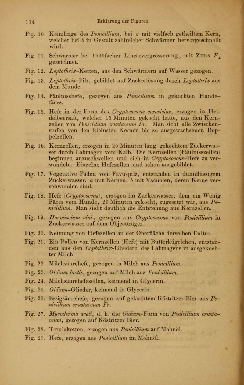 Fig'. 10. Keimlinge des PemcUlnim, bei a mit vielfach getheiltem Kern, welcher bei h in Gestalt zahlreicher Schwärmer hervorgeschnellt wird. Fig. 11. Schwärmer bei 1500facher Linearvergrösserung, mit Zeiss F^ gezeichnet. Fig. 12. Leptot/i7^{x-Ketteny aus den Schwärmern auf Wasser gezogen. Fig. 13. Leptothrix-¥ilz, gebildet auf Zuckerlösung durch XejyMÄna; aus dem Munde. Fig. 14. Fäulnisshefe, gezogen aus Penicillium in gekochten Hunde- fäces. Fig. 15. Hefe in der Form des Cryptococcus cerevisiae, erzogen in Hei- delbeersaft, welcher 15 IMinuten gekocht hatte, aus den Kern- zellen von PerdcilUurn crustacewn Fr. INIan sieht alle Zwischen- stufen von den kleinsten Kernen bis zu ausgewachsenen Dop- pelzellen. Fig. 16. Kernzellen, erzogen in 20 Minuten lang gekochtem Zuckerwas- ser durch Labmagen vom Kalb. Die Kernzellen (Fäulnisszellen) beginnen anzuschwellen und sich in CryjHococcus-üeie zu ver- wandeln. Einzelne Hefezellen sind schon ausgebildet. Fig. 17. Vegetative Fäden vom Favuspilz, entstanden in dünnflüssigem Zuckerwasser, a mit Kernen, h mit Vacuolen, deren Kerne ver- schwunden sind. Fig. 18. Hefe [Cryptococcus], erzogen im Zuckerwasser, dem ein Wenig Fäces vom Hunde, 20 Minuten gekocht, zugesetzt war, aus Pe- nicillium. Man sieht deutlich die Entstehung aus Kernzellen. Fig. 19. Honniscium viiii, gezogen aus Cryptococcus von Penicillium in Zuckerwasser auf dem Objectträger. Fig. 20. Keimung von Hefezellen an der Oberfläche derselben Cultur. Fig. 21. Ein Ballen von Kernzellen (Hefe) mit Butterkügelchen, entstan- den aus den Leptothrix-G\\ediQr\\ des Labmagens in ausgekoch- ter Milch. Fig. 22. Milchsäurehefe, gezogen in Milch aus Penicillium. Fig. 23. Oidium lactis, gezogen auf Milch aus Penicillium. Fig. 24. Milchsäurehefezellen, keimend in Glycerin. Fig. 25. 0/c/jww-Glieder, keimend in Glycerin. Fig. 26. Essigsäurehefe, gezogen auf gekochtem Köstritzer Bier aus Pe- nicillium crustaceum Fr. Fig. 27. Mycoderma aceti, d. h. die Oiclizim-Foim. von Penicillium crusta- ceum, gezogen auf Köstritzer l^ier. Fig. 28. Torulaketten, erzogen aus Penicillium auf Mohnöl. Fig. 29. Hefe, erzogen aus Penicillium im Mohnöl.