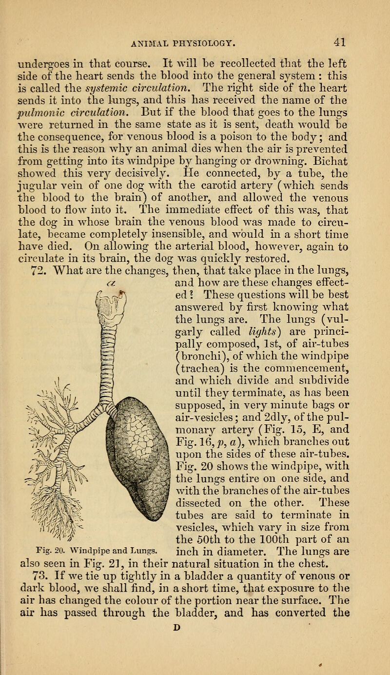 undergoes in that course. It will be recollected that the left side of the heart sends the blood into the general S3^stem : this is called the systemic circulation. The right side of the heart sends it into the lungs, and this has received the name of the pulmonic circulation. But if the blood that goes to the lungs were returned in the same state as it is sent, death would be the consequence, for venous blood is a poison to the body; and this is the reason why an animal dies when the air is prevented from getting into its windpipe by hanging or drowning. Bichat showed this very decisively. He connected, by a tube, the jugular vein of one dog with the carotid artery (which sends the blood to the brain) of another, and allowed the venous blood to flow into it. The immediate effect of this was, that the dog in whose brain the venous blood was made to circu- late, became completely insensible, and would in a short time have died. On allowing the arterial blood, however, again to circulate in its brain, the dog was quickly restored. 72. What are the changes, then, that take place in the lungs, and how are these changes effect- ed \ These questions will be best answered by first knowing what the lungs are. The lungs (vul- garly called lights) are princi- pally composed, 1st, of air-tubes (bronchi), of which the windpipe (trachea) is the commencement, and which divide and subdivide until they terminate, as has been supposed, in very minute bags or air-vesicles; and 2dly, of the pul- monary artery (Fig. 15, E, and Fig. 16, JO, a), which branches out upon the sides of these air-tubes. Fig. 20 shows the windpipe, with the lungs entire on one side, and with the branches of the air-tubes dissected on the other. These tubes are said to terminate in vesicles, which vary in size from the 50th to the lOOth part of an Fig. 20. Windpipe and Lungs. inch in diameter. The lungs are also seen in Fig. 21, in their natural situation in the chest. 73. If we tie up tightly in a bladder a quantity of venous or dark blood, we shall find, in a short time, that exposure to the air has changed the colour of the portion near the surface. The air has passed through the bladder, and has converted the D