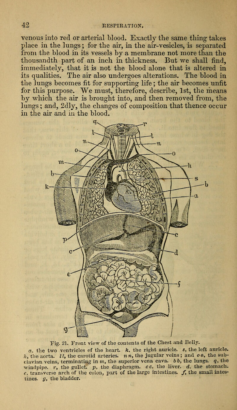 venous into red or arterial blood. Exactly tlie same tiling takes place in the lungs; for the air, in the air-vesicles, is separated from the blood in its vessels by a membrane not more than the thousandth part of an inch in thickness. But we shall find, immediately, that it is not the blood alone that is altered in its qualities. The air also undergoes alterations. The blood in the lungs becomes fit for supporting life; the air becomes unfit for this purpose. We must, therefore, describe, 1st, the means by which the air is brought into, and then removed from, the lungs; and, 2dly, the changes of composition that thence occur in the air and in the blood. Fig. 21. Front view of the contents of the Chest and Belly, a. the two ventricles of the heart, k, the right auricle. *, the left auricle. }i, the aorta. II, the carotid arteries, nn, the jugular veins; and oo, the sub- clavian veins, terminating in 7n, the superior vena cava. 6 6, the lungs, q, the •windpipe, r, the gullet, p, the diaphragm, cc, the liver, d, the stomach. e, transverse arch of the colon, part of the large intestines. /, the small intes- tines, g, the bladder.