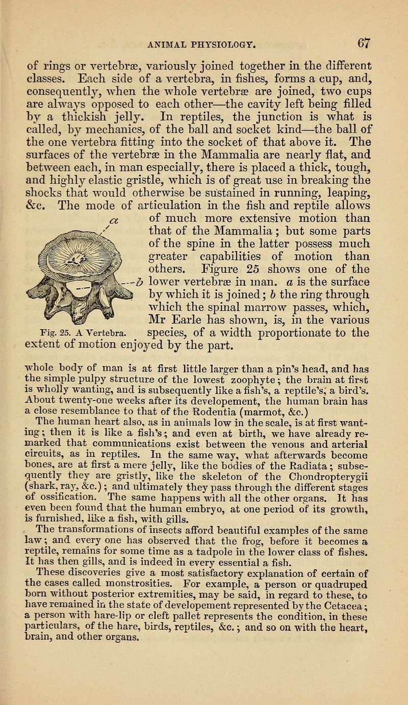 of rings or yerteLrae, variously joined together in the different classes. Each side of a vertebra, in fishes, forms a cup, and, consequently, when the whole vertebrae are joined, two cups are always opposed to each other—the cavity left being filled by a thickish jelly. In reptiles, the junction is what is called, by mechanics, of the ball and socket kind—the ball of the one vertebra fitting into the socket of that above it. The surfaces of the vertebrae in the Mammalia are nearly flat, and between each, in man especially, there is placed a thick, tough, and highly elastic gristle, which is of great use in breaking the shocks that would otherwise be sustained in running, leaping, &c. The mode of articulation in the fish and reptile allows of much more extensive motion than that of the Mammalia; but some parts of the spine in the latter possess much greater capabilities of motion than others. Figure 25 shows one of the -b lower vertebrae in man. a is the surface by which it is joined; 6 the ring through which the spinal marrow passes, which, Mr Earle has shown, is, in the various Fig. 25. A Vertebra. species, of a width proportionate to the extent of motion enjoyed by the part. whole body of man is at first little larger than a pin's head, and has the simple pulpy structure of the lowest zoophyte; the brain at first is wholly wanting, and is subsequently like a fish's, a reptile's, a bird's. About twenty-one weeks after its developement, the human brain has a close resemblance to that of the Rodentia (marmot, &c.) The human heart also, as in animals low in the scale, is at first want- ing ; then it is like a fish's; and even at birth, we have already re- marked that communications exist between the venous and arterial circuits, as in reptiles. In the same way, what afterwards become bones, are at first a mere jelly, like the bodies of the Radiata; subse- quently they are gristly, like the skeleton of the Chondropterygii (shark, raj;, &c.) ; and ultimately they pass through the different stages of ossification. The same happens with all the other organs. It has even been found that the human embryo, at one period of its growth, is furnished, like a fish, with gills. The transformations of insects afi'ord beautiful examples of the same law; and every one has observed that the frog, before it becomes a reptile, remains for some time as a tadpole in the lower class of fishes. It has then gills, and is indeed in every essential a fish. These discoveries give a most satisfactory explanation of certain of the eases called monstrosities. For example, a person or quadruped bom without posterior extremities, may be said, in regard to these, to have remained in the state of developement represented by the Cetacea; a person with hare-lip or cleft pallet represents the condition, in these particulars, of the hare, birds, reptiles, &c. \ and so on with the heart, brain, and other organs.