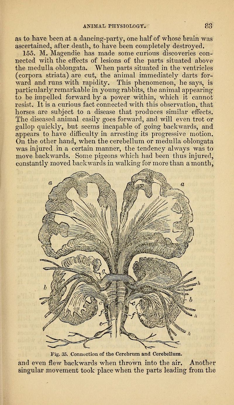 as to have been at a dancing-party, one half of whose brain was ascertained, after death, to have been completely destroyed. 155. M. Magendie has made some curious discoveries con- nected with the effects of lesions of the parts situated above the medulla oblongata. When parts situated in the ventricles (corpora striata) are cut, the animal immediately darts for- ward and runs with rapidity. This phenomenon, he says, is particularly remarkable in young rabbits, the animal appearing to be impelled forward by a power within, which it cannot resist. It is a curious fact connected with this observation, that horses are subject to a disease that produces similar effects. The diseased animal easily goes forward, and will even trot or gallop quickly, but seems incapable of going backwards, and appears to have difficulty in arresting its progressive motion. On the other hand, when the cerebellum or medulla oblongata was injured in a certain manner, the tendency always was to move backwards. Some pigeons which had been thus injured, constantly moved backwards m walking for more than a month, Fig. 35. Connection of the Cerebrum and Cerebellum. and even flew backwards when thrown into the air. Another singular movement took place when the parts leading from the