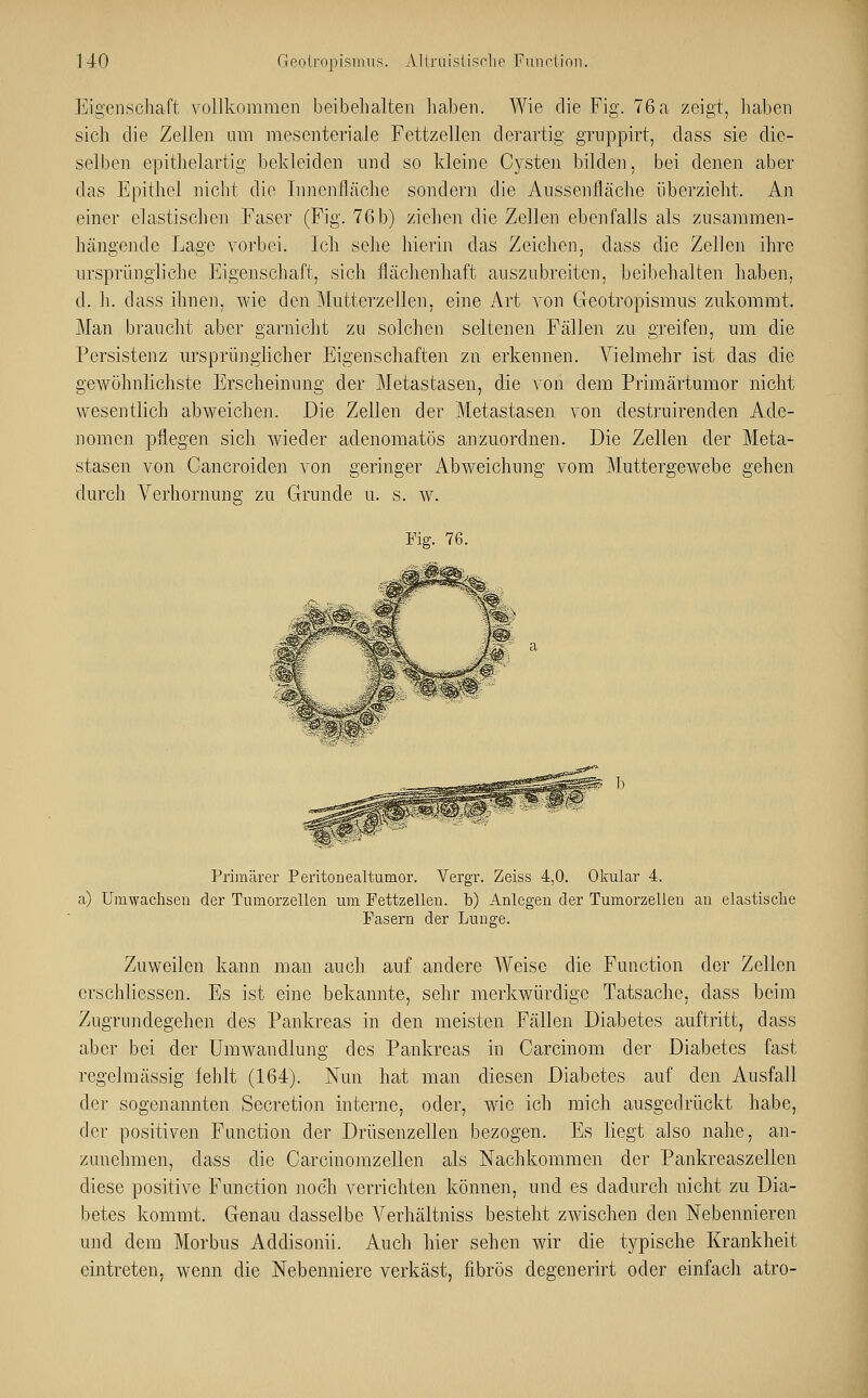 Eigenschaft vollkommen beibehalten haben. Wie die Fig. 76 a zeigt, haben sich die Zellen um mesenteriale Fettzellen derartig gruppirt, dass sie die- selben epithelartig bekleiden und so kleine Cysten bilden, bei denen aber das Epithel nicht die Innenfläche sondern die Aussenfläche überzieht. An einer elastischen Faser (Fig. 76b) ziehen die Zellen ebenfalls als zusammen- hängende Lage vorbei. Ich sehe hierin das Zeichen, dass die Zellen ihre ursprüngliche Eigenschaft, sich flächenhaft auszubreiten, beibehalten haben, d. h. dass ihnen, wie den Mutterzellen, eine Art von Geotropismus zukommt. Man braucht aber ganlicht zu solchen seltenen Fällen zu greifen, um die Persistenz ursprünglicher Eigenschaften zu erkennen. Vielmehr ist das die gewöhnlichste Erscheinung der Metastasen, die von dem Primärtumor nicht wesentlich abweichen. Die Zellen der Metastasen von destruirenden Ade- nomen pflegen sich wieder adenomatös anzuordnen. Die Zellen der Meta- stasen von Cancroiden von geringer Abweichung vom Muttergewebe gehen durch Verhornimg zu Grunde u. s. w. Fig. 76. Primärer Peritonealtumor. Vergr. Zeiss 4,0. Okular 4. a) Umwachsen der Tumorzellen um Fettzellen, b) Anlegen der Tumorzelleu an elastische Fasern der Lunge. Zuweilen kann man auch auf andere Weise die Function der Zellen erschliessen. Es ist eine bekannte, sehr merkwürdige Tatsache, dass beim Zugrundegehen des Pankreas in den meisten Fällen Diabetes auftritt, dass aber bei der Umwandlung des Pankreas in Carcinom der Diabetes fast regelmässig fehlt (164). Nun hat man diesen Diabetes auf den Ausfall der sogenannten Secretion interne, oder, wie ich mich ausgedrückt habe, der positiven Function der Drüsenzellen bezogen. Es liegt also nahe, an- zunehmen, dass die Carcinomzellen als Nachkommen der Pankreaszellen diese positive Function noch verrichten können, und es dadurch nicht zu Dia- betes kommt. Genau dasselbe Verhältniss besteht zwischen den Nebennieren und dem Morbus Addisonii. Auch hier sehen wir die typische Krankheit eintreten, wenn die Nebenniere verkäst, fibrös degenerirt oder einfach atro-