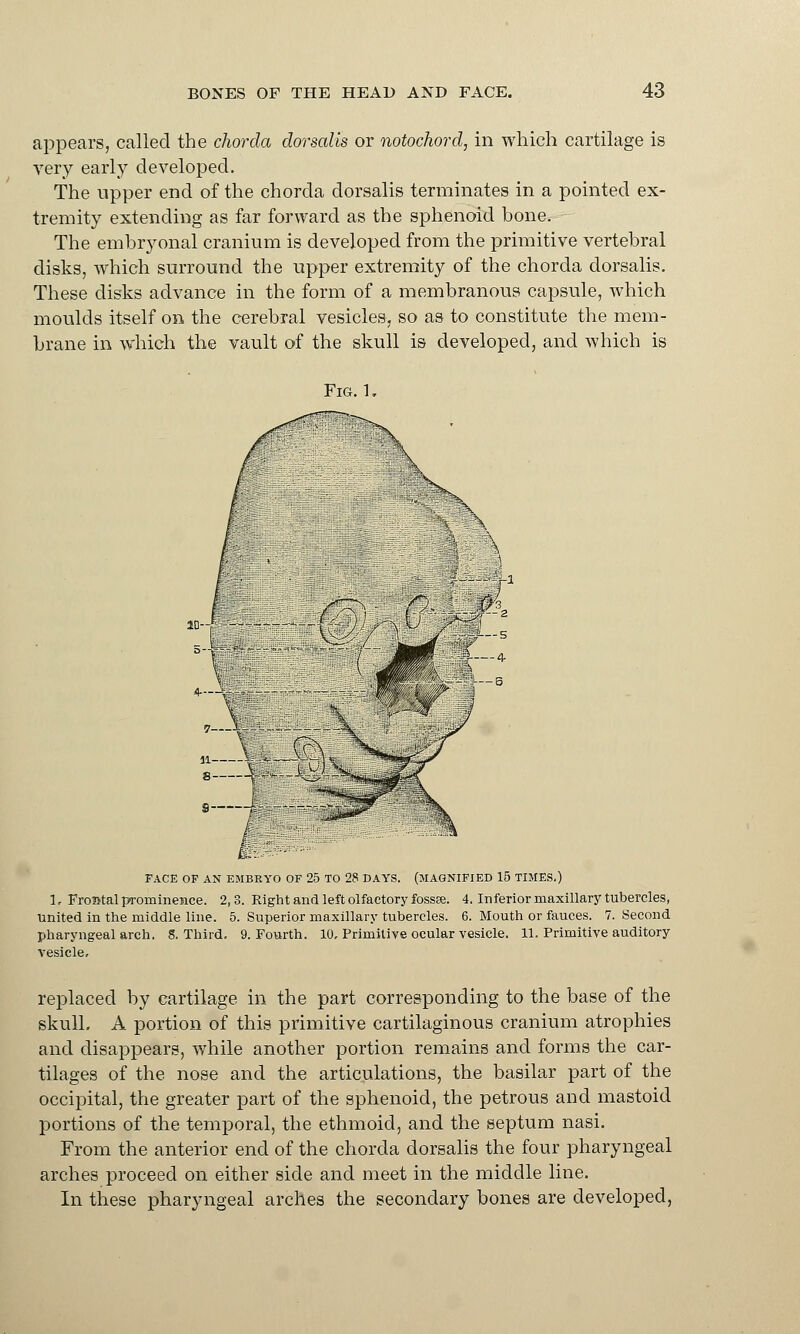 appears, called the chorda dorsalis or notochord, in which cartilage is very early developed. The upper end of the chorda dorsalis terminates in a pointed ex- tremity extending as far forward as the sphenoid bone. The embryonal cranium is developed from the primitive vertebral disks, which surround the upper extremity of the chorda dorsalis. These disks advance in the form of a membranous capsule, which moulds itself on the cerebral vesicles, so as to constitute the mem- brane in which the vault of the skull is developed, and which is Fig.1. s s— IK'-- - FACE OP AN EMBRYO OF 25 TO 28 DAYS. (MAGNIFIED 15 TIMES,) 1. Frontal prominence. 2,3. Right and left olfactory fossae. 4. Inferior maxillary tubercles, united in the middle line. 5. Superior maxillary tubercles. 6. Mouth or fauces. 7. Second pharyngeal arch. 8. Third. 9. Fourth. 10, Primitive ocular vesicle. 11. Primitive auditory vesicle. replaced by cartilage in the part corresponding to the base of the skull. A portion of this primitive cartilaginous cranium atrophies and disappears, while another portion remains and forms the car- tilages of the nose and the articulations, the basilar part of the occipital, the greater part of the sphenoid, the petrous and mastoid portions of the temporal, the ethmoid, and the septum nasi. From the anterior end of the chorda dorsalis the four pharyngeal arches proceed on either side and meet in the middle line. In these pharyngeal arches the secondary bones are developed,