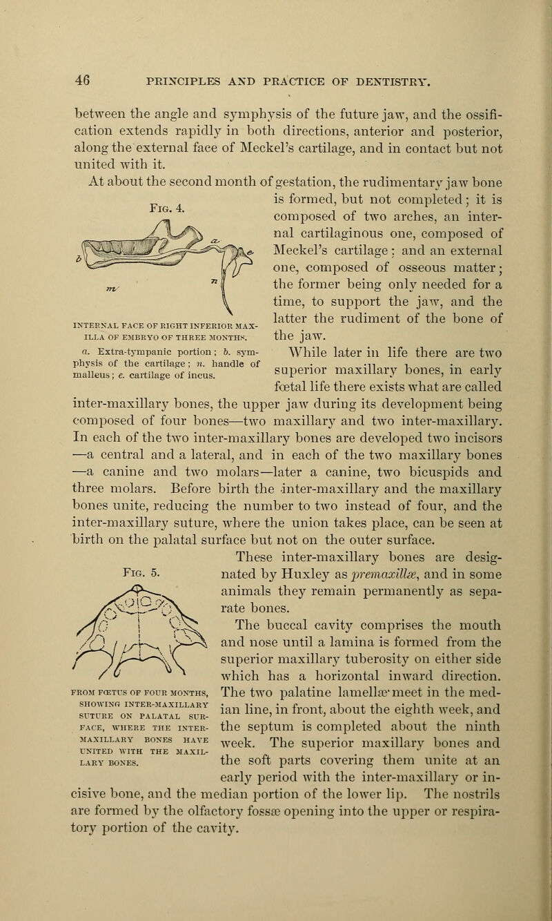 Fig. 4. INTERNAL FACE OF RIGHT INFERIOR MAX- ILLA OF EMBRYO OF THREE MONTHS. a. Extra-tympanic portion; b. sym- physis of tbe cartilage; n. handle of malleus; e. cartilage of incus. between the angle and symphysis of the future jaw, and the ossifi- cation extends rapidly in both directions, anterior and posterior, along the external face of Meckel's cartilage, and in contact but not united with it. At about the second month of gestation, the rudimentary jaw bone is formed, but not completed; it is composed of two arches, an inter- nal cartilaginous one, composed of Meckel's cartilage : and an external one, composed of osseous matter; the former being only needed for a time, to support the jaw, and the latter the rudiment of the bone of the jaw. While later in life there are two superior maxillary bones, in ear by foetal life there exists what are called inter-maxillary bones, the upper jaw during its development being composed of four bones—two maxillary and two inter-maxillaiy. In each of the two inter-maxillary bones are developed two incisors —a central and a lateral, and in each of the two maxillary bones —a canine and two molars—later a canine, two bicuspids and three molars. Before birth the inter-maxillary and the maxillary bones unite, reducing the number to two instead of four, and the inter-maxillary suture, where the union takes place, can be seen at birth on the palatal surface but not on the outer surface. These inter-maxillary bones are desig- nated by Huxley as premaxillse, and in some animals they remain permanently as sepa- rate bones. The buccal cavity comprises the mouth and nose until a lamina is formed from the superior maxillary tuberosity on either side which has a horizontal inward direction. The two palatine lamellar meet in the med- ian line, in front, about the eighth week, and the septum is completed about the ninth week. The superior maxillary bones and the soft parts covering them unite at an early period with the inter-maxillary or in- cisive bone, and the median portion of the lower lip. The nostrils are formed by the olfactory fossa? opening into the upper or respira- tory portion of the cavity. Fig. 5. FROM F03TUS OF FOUR MONTHS, SHOWING INTER-MAXILLARY SUTURE ON PALATAL SUR- FACE, WHERE THE INTER- MAXILLARY BONES HAVE UNITED WITH THE MAXIL- LARY BONES.