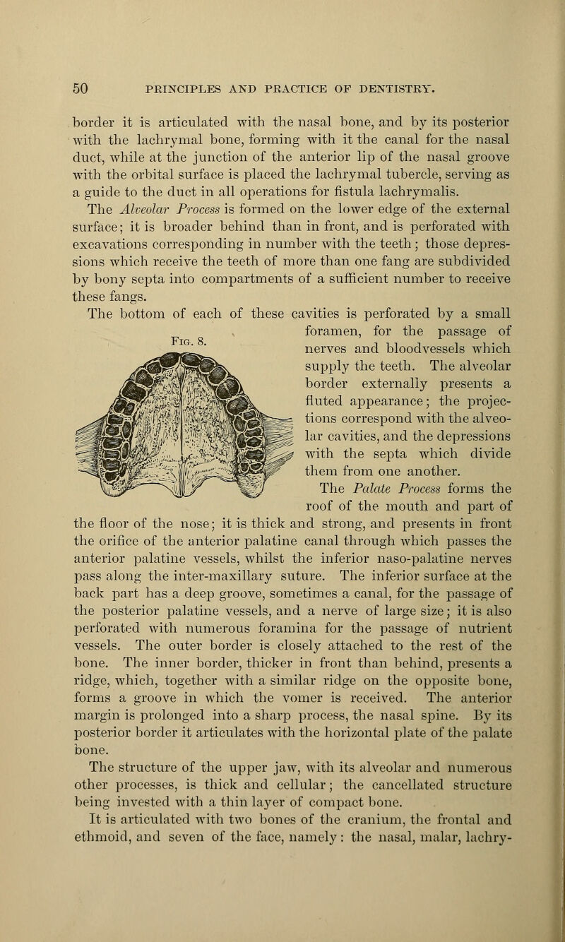 Fig. 8. border it is articulated with the nasal hone, and by its posterior with the lachrymal bone, forming with it the canal for the nasal duct, while at the junction of the anterior lip of the nasal groove with the orbital surface is placed the lachrymal tubercle, serving as a guide to the duct in all operations for fistula lachrymalis. The Alveolar Process is formed on the lower edge of the external surface; it is broader behind than in front, and is perforated with excavations corresponding in number with the teeth ; those depres- sions which receive the teeth of more than one fang are subdivided by bony septa into compartments of a sufficient number to receive these fangs. The bottom of each of these cavities is perforated by a small foramen, for the passage of nerves and bloodvessels which supply the teeth. The alveolar border externally presents a fluted appearance; the projec- tions correspond with the alveo- lar cavities, and the depressions with the septa which divide them from one another. The Palate Process forms the roof of the mouth and part of the floor of the nose; it is thick and strong, and presents in front the orifice of the anterior palatine canal through which passes the anterior palatine vessels, whilst the inferior naso-palatine nerves pass along the inter-maxillary suture. The inferior surface at the back part has a deep groove, sometimes a canal, for the passage of the posterior palatine vessels, and a nerve of large size; it is also perforated with numerous foramina for the passage of nutrient vessels. The outer border is closely attached to the rest of the bone. The inner border, thicker in front than behind, presents a riclge, which, together with a similar ridge on the opposite bone, forms a groove in which the vomer is received. The anterior margin is prolonged into a sharp process, the nasal spine. By its posterior border it articulates with the horizontal plate of the palate bone. The structure of the upper jaw, with its alveolar and numerous other processes, is thick and cellular; the cancellated structure being invested with a thin layer of compact bone. It is articulated with two bones of the cranium, the frontal and ethmoid, and seven of the face, namely: the nasal, malar, lachry-