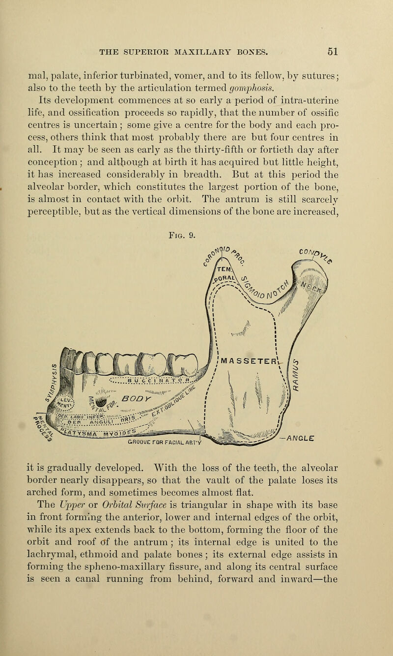 mal, palate, inferior turbinated, vomer, and to its fellow, by sutures; also to the teeth by the articulation termed gomphosis. Its development commences at so early a period of intra-uterine life, and ossification proceeds so rapidly, that the number of ossific centres is uncertain ; some give a centre for the body and each pro- cess, others think that most probably there are but four centres in all. It may be seen as early as the thirty-fifth or fortieth day after conception; and although at birth it has acquired but little height, it has increased considerably in breadth. But at this period the alveolar border, which constitutes the largest portion of the bone, is almost in contact with the orbit. The antrum is still scarcely perceptible, but as the vertical dimensions of the bone are increased, Fig. 9. CO/V&, ?..V..<j.?.J..^.ft.-T..9..f3.;*i BOD V y$ W~ ,-.^f^V y! I;•.'!?.'?p. .£nauli....<?.■ -■' ^t ^ GROOVE TOR FACIAL ART'V' it is gradually developed. With the loss of the teeth, the alveolar border nearly disappears, so that the vault of the palate loses its arched form, and sometimes becomes almost flat. The Upper or Orbital Surface is triangular in shape with its base in front forming the anterior, lower and internal edges of the orbit, while its apex extends back to the bottom, forming the floor of the orbit and roof o*f the antrum ; its internal edge is united to the lachrymal, ethmoid and palate bones; its external edge assists in forming the spheno-maxillary fissure, and along its central surface is seen a canal running from behind, forward and inward—the