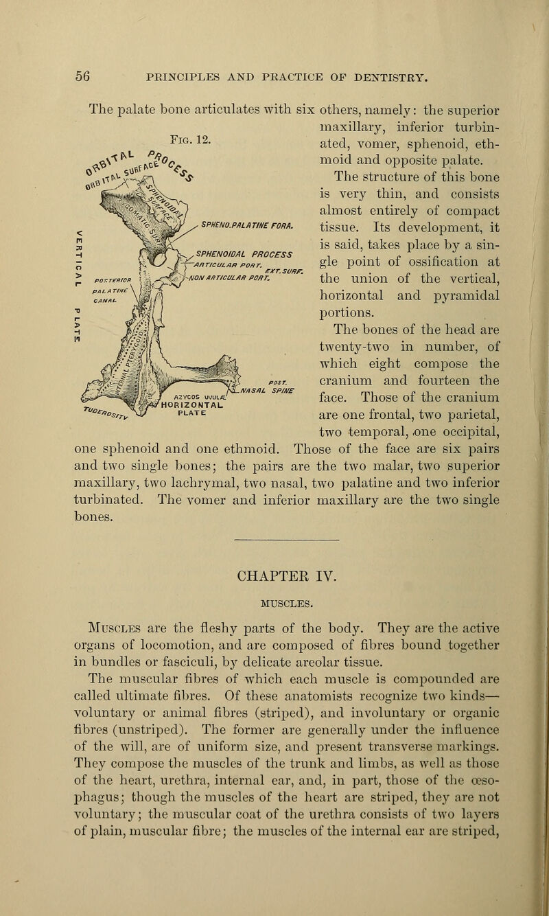 The palate bone articulates with six others, namely: the superior maxillary, inferior turbin- Fig. 12. ^*L pfic *&\ ^ffc SPHEHO.PALA TINE FOR A. SPHENOIDAL PROCESS AfiriCULAH PORT. exr.sunr. NONAf>T/CtSl./IR PORT. ated, vomer, sphenoid, eth- moid and opposite palate. The structure of this bone is very thin, and consists almost entirely of compact tissue. Its development, it is said, takes place by a sin- gle point of ossification at the union of the vertical, horizontal and pyramidal portions. The bones of the head are twenty-two in number, of which eight compose the cranium and fourteen the face. Those of the cranium are one frontal, two parietal, two temporal, ,one occipital, one sphenoid and one ethmoid. Those of the face are six pairs and two single bones; the pairs are the two malar, two superior maxillary, two lachrymal, two nasal, two palatine and two inferior turbinated. The vomer and inferior maxillary are the two single bones. srrr U\ZUL/£ HORIZONTAL PLATE CHAPTER IV. MUSCLES. Muscles are the fleshy parts of the body. They are the active organs of locomotion, and are composed of fibres bound together in bundles or fasciculi, by delicate areolar tissue. The muscular fibres of which each muscle is compounded are called ultimate fibres. Of these anatomists recognize two kinds— voluntary or animal fibres (striped), and involuntary or organic fibres (unstriped). The former are generally under the influence of the will, are of uniform size, and present transverse markings. They compose the muscles of the trunk and limbs, as well as those of the heart, urethra, internal ear, and, in part, those of the oeso- phagus; though the muscles of the heart are striped, they are not voluntary; the muscular coat of the urethra consists of two layers of plain, muscular fibre; the muscles of the internal ear are striped,