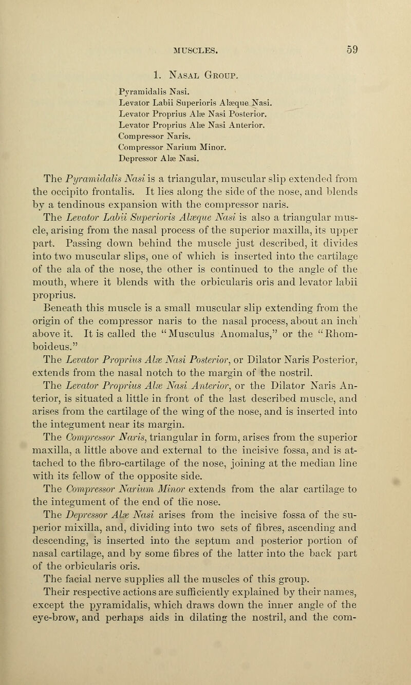 1. Nasal Group. Pyramidalis Nasi. Levator Labii Superioris Alseque Nasi. Levator Proprius Alse Nasi Posterior. Levator Proprius Ala? Nasi Anterior. Compressor Naris. Compressor Narium Minor. Depressor Ala? Nasi. The Pyramidalis Nasi is a triangular, muscular slip extended from the occipito frontalis. It lies along the side of the nose, and blends by a tendinous expansion with the compressor naris. The Levator Labii Superioris Alseque Nasi is also a triangular mus- cle, arising from the nasal process of the superior maxilla, its upper part. Passing down behind the muscle just described, it divides into two muscular slips, one of which is inserted into the cartilage of the ala of the nose, the other is continued to the angle of the mouth, where it blends with the orbicularis oris and levator labii proprius. Beneath this muscle is a small muscular slip extending from the origin of the compressor naris to the nasal process, about an inch' above it. It is called the Musculus Anomalus, or the Rhom- boideus. The Levator Proprius Alse Nasi Posterior, or Dilator Naris Posterior, extends from the nasal notch to the margin of the nostril. The Levator Proprius Alas Nasi Anterior, or the Dilator Naris An- terior, is situated a little in front of the last described muscle, and arises from the cartilage of the wing of the nose, and is inserted into the integument near its margin. The Compressor Naris, triangular in form, arises from the superior maxilla, a little above and external to the incisive fossa, and is at- tached to the fibro-cartilage of the nose, joining at the median line with its fellow of the opposite side. The Compressor Narium Minor extends from the alar cartilage to the integument of the end of tlie nose. The Depressor Alx Nasi arises from the incisive fossa of the su- perior mixilla, and, dividing into two sets of fibres, ascending and descending, is inserted into the septum and posterior portion of nasal cartilage, and by some fibres of the latter into the back part of the orbicularis oris. The facial nerve supplies all the muscles of this group. Their respective actions are sufficiently explained by their names, except the pyramidalis, which draws down the inner angle of the eye-brow, and perhaps aids in dilating the nostril, and the com-