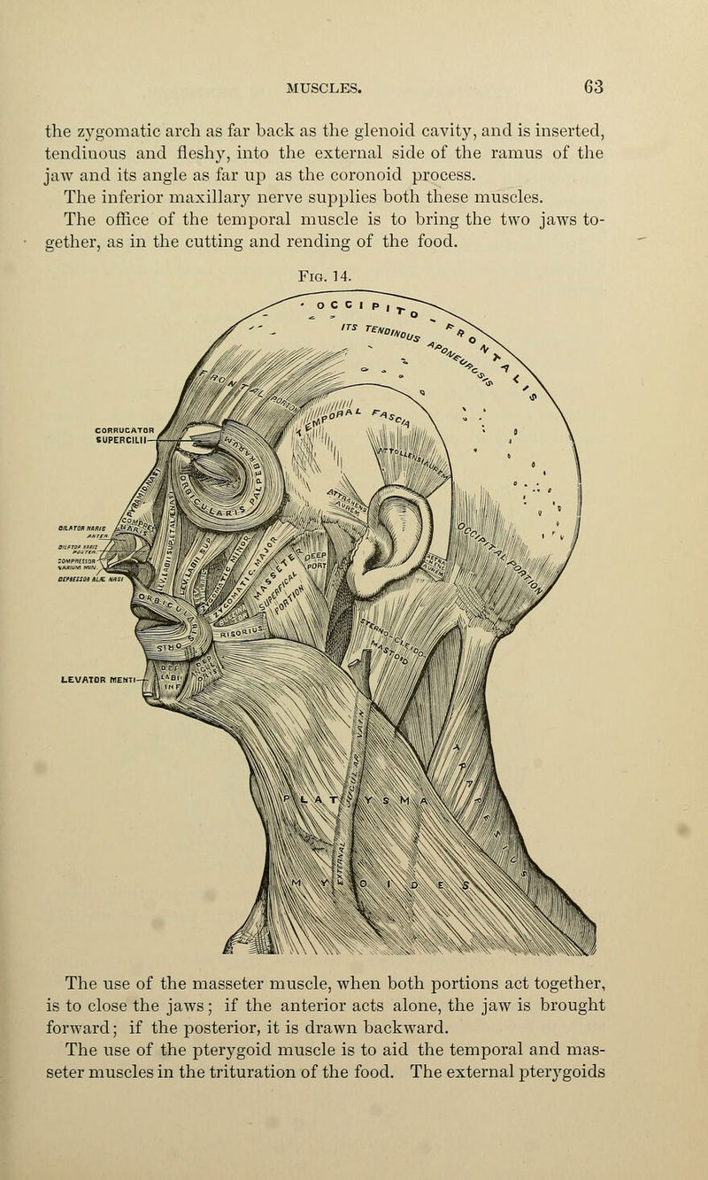 the zygomatic arch as far back as the glenoid cavity, and is inserted, tendinous and fleshy, into the external side of the ramus of the jaw and its angle as far up as the coronoid process. The inferior maxillary nerve supplies both these muscles. The office of the temporal muscle is to bring the two jaws to- gether, as in the cutting and rending of the food. Fig. 14. LEVATOR WENTI The use of the masseter muscle, when both portions act together, is to close the jaws ; if the anterior acts alone, the jaw is brought forward; if the posterior, it is drawn backward. The use of the pterygoid muscle is to aid the temporal and mas- seter muscles in the trituration of the food. The external pterygoids