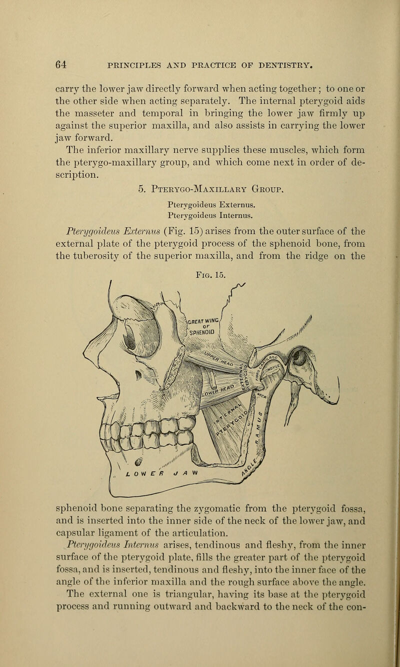 carry the lower jaw directly forward when acting together; to one or the other side when acting separately. The internal pterygoid aids the masseter and temporal in bringing the lower jaw firmly up against the superior maxilla, and also assists in carrying the lower jaw forward. The inferior maxillary nerve supplies these muscles, which form the pterygo-maxillary group, and which come next in order of de- scription. 5. Pterygo-Maxillary Group, Pterygoideus Externus. Pterygoideus Interims. Pterygoideus Externus (Fig. 15) arises from the outer surface of the external plate of the pterygoid process of the sphenoid bone, from the tuberosity of the superior maxilla, and from the ridge on the Fig. 15. sphenoid bone separating the zygomatic from the pterygoid fossa, and is inserted into the inner side of the neck of the lower jaw, and capsular ligament of the articulation. Pterygoideus Internus arises, tendinous and fleshy, from the inner surface of the pterygoid plate, fills the greater part of the pterygoid fossa, and is inserted, tendinous and fleshy, into the inner face of the angle of the inferior maxilla and the rough surface above the angle. The external one is triangular, having its base at the pterygoid process and running outward and backward to the neck of the con-