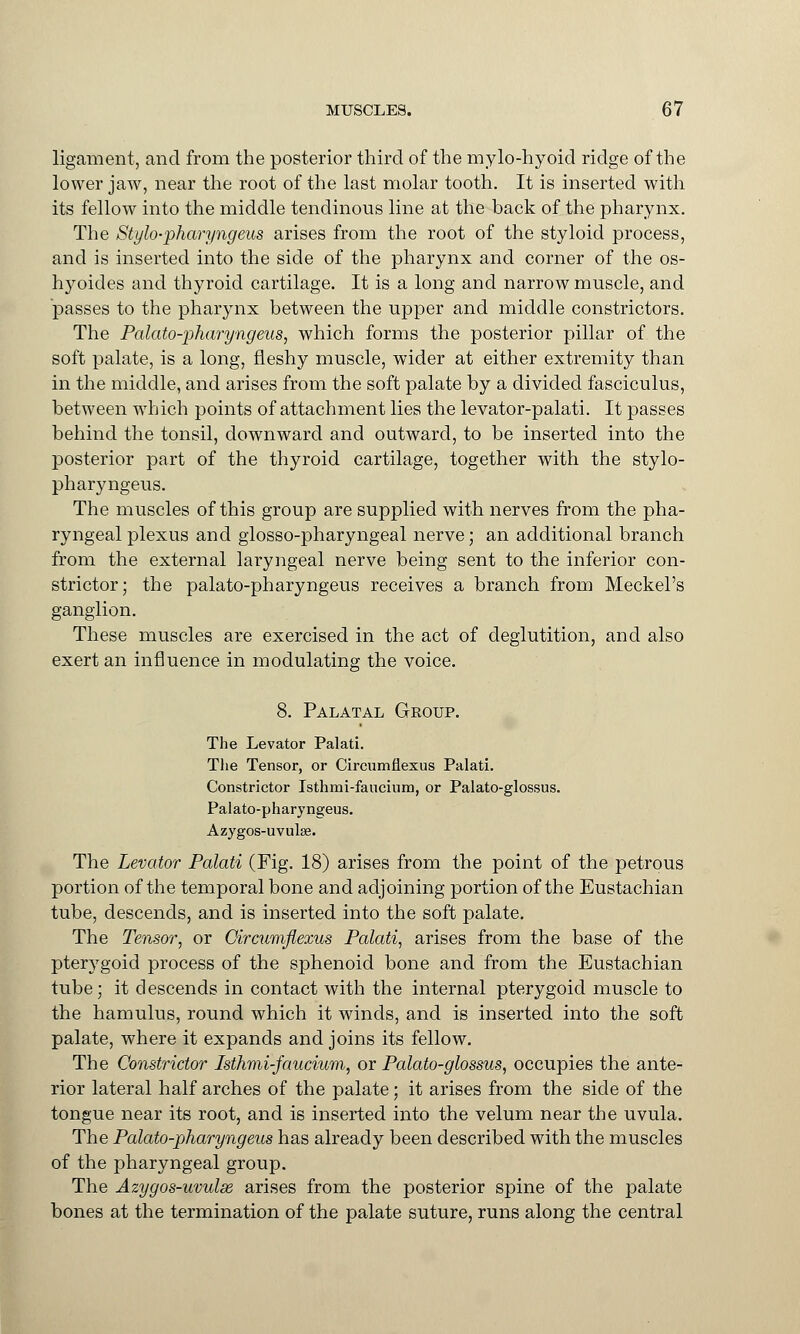 ligament, and from the posterior third of the mylo-hyoid ridge of the lower jaw, near the root of the last molar tooth. It is inserted with its fellow into the middle tendinous line at the back of the pharynx. The Stylo-pharyngeus arises from the root of the styloid process, and is inserted into the side of the pharynx and corner of the os- hyoides and thyroid cartilage. It is a long and narrow muscle, and passes to the pharynx between the upper and middle constrictors. The Palato-pharyngeus, which forms the posterior pillar of the soft palate, is a long, fleshy muscle, wider at either extremity than in the middle, and arises from the soft palate by a divided fasciculus, between which points of attachment lies the levator-palati. It passes behind the tonsil, downward and outward, to be inserted into the posterior part of the thyroid cartilage, together with the stylo- pharyngeus. The muscles of this group are supplied with nerves from the pha- ryngeal plexus and glosso-pharyngeal nerve; an additional branch from the external laryngeal nerve being sent to the inferior con- strictor; the palato-pharyngeus receives a branch from Meckel's ganglion. These muscles are exercised in the act of deglutition, and also exert an influence in modulating the voice. 8. Palatal Group. The Levator Palati. The Tensor, or Circumflexus Palati. Constrictor Isthmi-fanciura, or Palato-glossus. Palato-pharyngeus. Azygos-uvulae. The Levator Palati (Fig. 18) arises from the point of the petrous portion of the temporal bone and adjoining portion of the Eustachian tube, descends, and is inserted into the soft palate. The Tensor, or Circumflexus Palati, arises from the base of the pterygoid process of the sphenoid bone and from the Eustachian tube; it descends in contact with the internal pterygoid muscle to the hamulus, round which it winds, and is inserted into the soft palate, where it expands and joins its fellow. The Constrictor Isthmi-faucium, or Palato-glossus, occupies the ante- rior lateral half arches of the palate; it arises from the side of the tongue near its root, and is inserted into the velum near the uvula. The Palato-pharyngeus has already been described with the muscles of the pharyngeal group. The Azygos-uvulx arises from the posterior spine of the palate bones at the termination of the palate suture, runs along the central