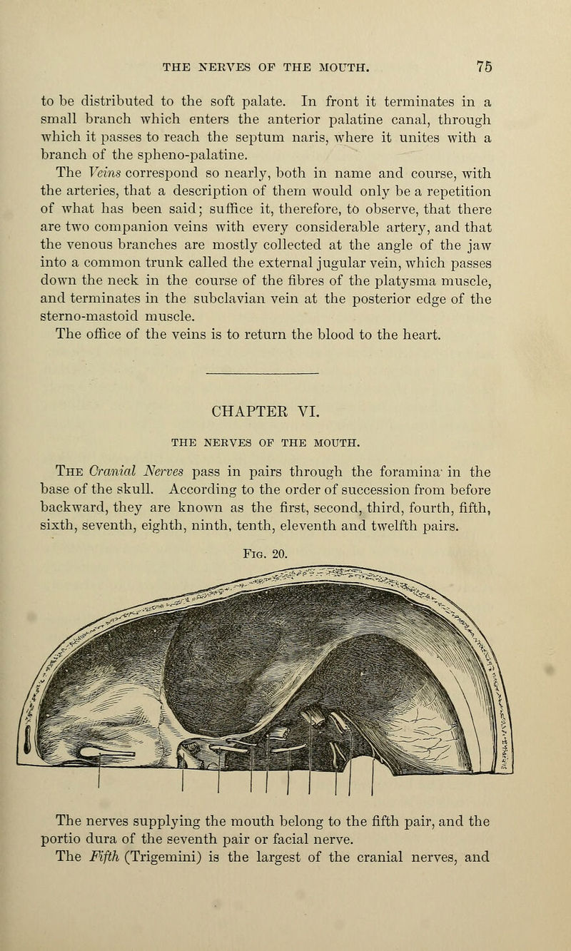 to be distributed to the soft palate. In front it terminates in a small branch which enters the anterior palatine canal, through which it passes to reach the septum naris, where it unites with a branch of the spheno-palatine. The Veins correspond so nearly, both in name and course, with the arteries, that a description of them would only be a repetition of what has been said; suffice it, therefore, to observe, that there are two companion veins with every considerable artery, and that the venous branches are mostly collected at the angle of the jaw into a common trunk called the external jugular vein, which passes down the neck in the course of the fibres of the platysma muscle, and terminates in the subclavian vein at the posterior edge of the sterno-mastoid muscle. The office of the veins is to return the blood to the heart. CHAPTER VI. THE NERVES OF THE MOUTH. The Cranial Nerves pass in pairs through the foramina in the base of the skull. According to the order of succession from before backward, they are known as the first, second, third, fourth, fifth, sixth, seventh, eighth, ninth, tenth, eleventh and twelfth pairs. Fig. 20. The nerves supplying the mouth belong to the fifth pair, and the portio dura of the seventh pair or facial nerve. The Fifth (Trigemini) is the largest of the cranial nerves, and