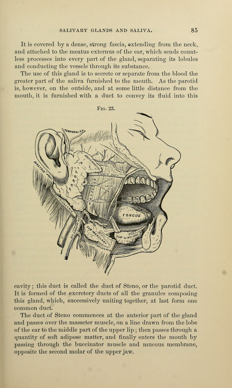 It is covered by a dense, strong fascia, extending from the neck, and attached to the meatus externus of the ear, which sends count- less processes into every part of the gland, separating its lobules and conducting the vessels through its substance. The use of this gland is to secrete or separate from the blood the greater part of the saliva furnished to the mouth. As the parotid is, however, on the outside, and at some little distance from the mouth, it is furnished with a duct to convey its fluid into this Fig. 23. cavity; this duct is called the duct of Steno, or the parotid duct. It is formed of the excretory ducts of all the granules composing this gland, which, successively uniting together, at last form one common duct. The duct of Steno commences at the anterior part of the gland and passes over the masseter muscle, on a line drawn from the lobe of the ear to the middle part of the upper lip; then passes through a quantity of soft adipose matter, and finally enters the mouth by passing through the buccinator muscle and mucous membrane, opposite the second molar of the upper jaw.