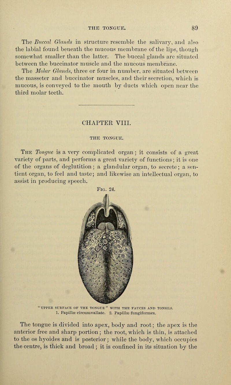 The Buccal Glands in structure resemble the salivary, and also the labial found beneath the mucous membrane of the lips, though somewhat smaller than the latter. The buccal glands are situated between the buccinator muscle and the mucous membrane. The Molar Glands, three or four in number, are situated between the masseter and buccinator muscles, and their secretion, which is mucous, is conveyed to the mouth by ducts which open near the third molar teeth. CHAPTER VIII. THE TONGUE. The Tongue is a very complicated organ; it consists of a great variety of parts, and performs a great variety of functions; it is one of the organs of deglutition; a glandular organ, to secrete; a sen- tient organ, to feel and taste; and likewise an intellectual organ, to assist in producing speech. Fig. 24. UPPER SURFACE OF THE TONGUE WITH THE FAUCES AND TONSILS. 1. Papillae circumvallate. 2. Papilla fungiformes. The tongue is divided into apex, body and root; the apex is the anterior free and sharp portion; the root, which is thin, is attached to the os hyoides and is posterior; while the body, which occupies the centre, is thick and broad ; it is confined in its situation by the