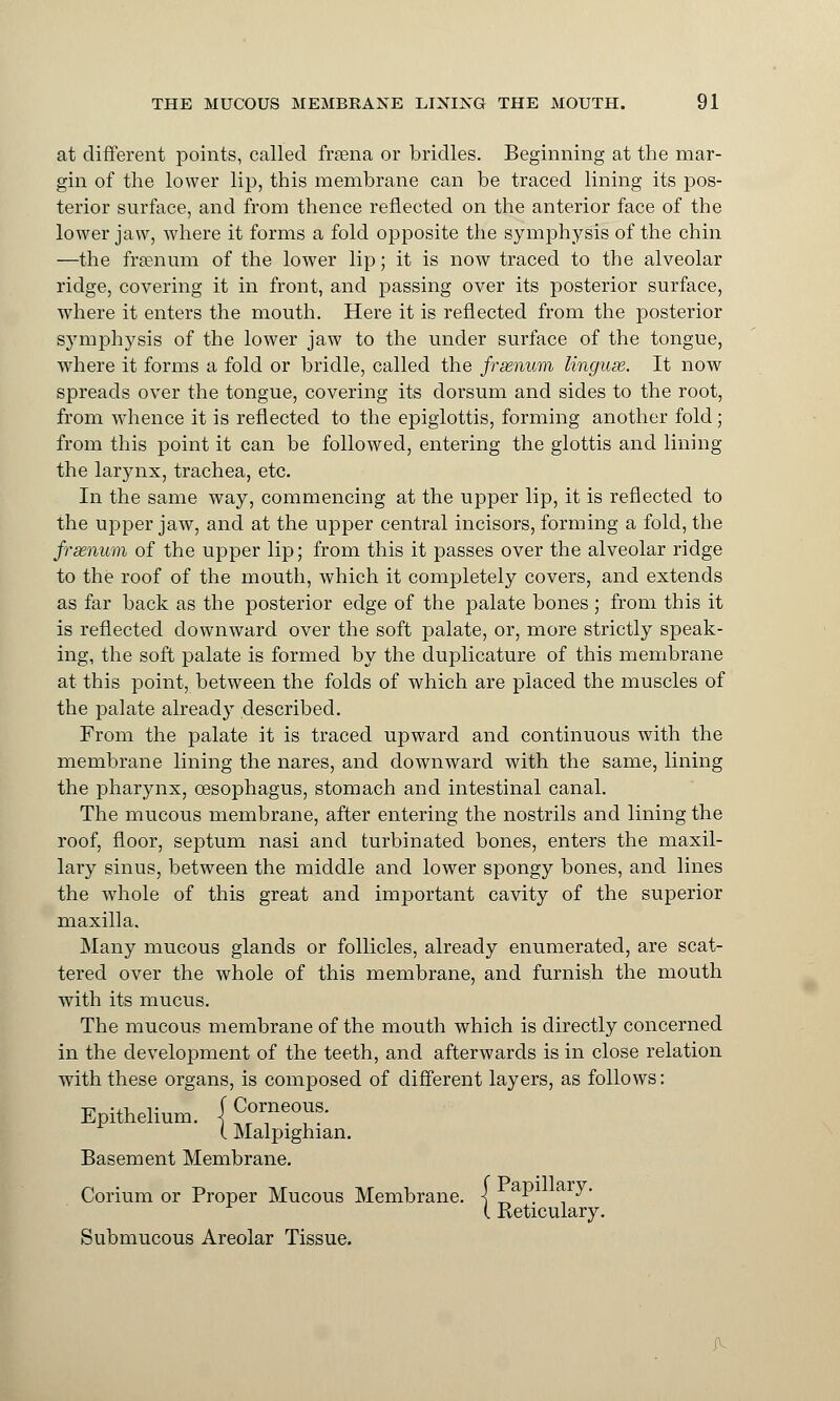at different points, called frsena or bridles. Beginning at the mar- gin of the lower lip, this membrane can be traced lining its pos- terior surface, and from thence reflected on the anterior face of the lower jaw, where it forms a fold opposite the symphysis of the chin —the frsenum of the lower lip; it is now traced to the alveolar ridge, covering it in front, and passing over its posterior surface, where it enters the mouth. Here it is reflected from the posterior symphysis of the lower jaw to the under surface of the tongue, where it forms a fold or bridle, called the frsenum linguae. It now spreads over the tongue, covering its dorsum and sides to the root, from whence it is reflected to the epiglottis, forming another fold; from this point it can be followed, entering the glottis and lining the larynx, trachea, etc. In the same way, commencing at the upper lip, it is reflected to the upper jaw, and at the upper central incisors, forming a fold, the frsenum of the upper lip; from this it passes over the alveolar ridge to the roof of the mouth, which it completely covers, and extends as far back as the posterior edge of the palate bones; from this it is reflected downward over the soft palate, or, more strictly speak- ing, the soft palate is formed by the duplicature of this membrane at this point, between the folds of which are placed the muscles of the palate already described. From the palate it is traced upward and continuous with the membrane lining the nares, and downward with the same, lining the pharynx, oesophagus, stomach and intestinal canal. The mucous membrane, after entering the nostrils and lining the roof, floor, septum nasi and turbinated bones, enters the maxil- lary sinus, between the middle and lower spongy bones, and lines the whole of this great and important cavity of the superior maxilla. Many mucous glands or follicles, already enumerated, are scat- tered over the whole of this membrane, and furnish the mouth with its mucus. The mucous membrane of the mouth which is directly concerned in the development of the teeth, and afterwards is in close relation with these organs, is composed of different layers, as follows: Epithelium. \^T°T' I Malpighian. Basement Membrane. Corium or Proper Mucous Membrane. \ _ \ , ' L Keticulary. Submucous Areolar Tissue. ?~