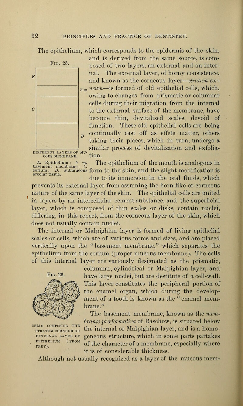 Fig. 25. The epithelium, which corresponds to the epidermis of the skin, and is derived from the same source, is com- posed of two layers, an external and an inter- nal. The external layer, of horny consistence, and known as the corneous layer—stratum cor- 6 m neum—is formed of old epithelial cells, which, owing to changes from prismatic or columnar cells during their migration from the internal to the external surface of the membrane, have become thin, devitalized scales, devoid of function. These old epithelial cells are being continually cast off as effete matter, others taking their places, which in turn, undergo a similar process of devitalization and exfolia- DIFFERENT LAYERS OP MU- . COUS MEMBRANE. tlOn. e. Epithelium ; b m. The epithelium of the mouth is analogous in basement membrane; C. -i i i ■ • conum; d. submucous form to the skin, and the slight modification is areolar tissue. .. . . . . due to its immersion in the oral fluids, which prevents its external layer from assuming the horn-like or corneous nature of the same layer of the skin. The epithelial cells are united in layers by an intercellular cement-substance, and the superficial layer, which is composed of thin scales or disks, contain nuclei, differing, in this repect, from the corneous layer of the skin, which does not usually contain nuclei. The internal or Malpighian layer is formed of living epithelial scales or cells, which are of various forms and sizes, and are placed vertically upon the basement membrane, which separates the epithelium from the corium (proper mucous membrane). The cells of this internal layer are variously designated as the prismatic, columnar, cylindrical or Malpighian layer, and have large nuclei, but are destitute of a cell-wall. This layer constitutes the peripheral portion of the enamel organ, which during the develop- ment of a tooth is known as the  enamel mem- brane. The basement membrane, known as the mem- branse prxformativa of Raschow, is situated below CELLS COMPOSING THE * stratum corneumor the internal or Malpighian layer, and is a homo- external layer of geneous structure, which in some parts partakes frey)EI IUM FR°M °f the character of a membrane, especially where it is of considerable thickness. Although not usually recognized as a layer of the mucous mem- Fig. 26.