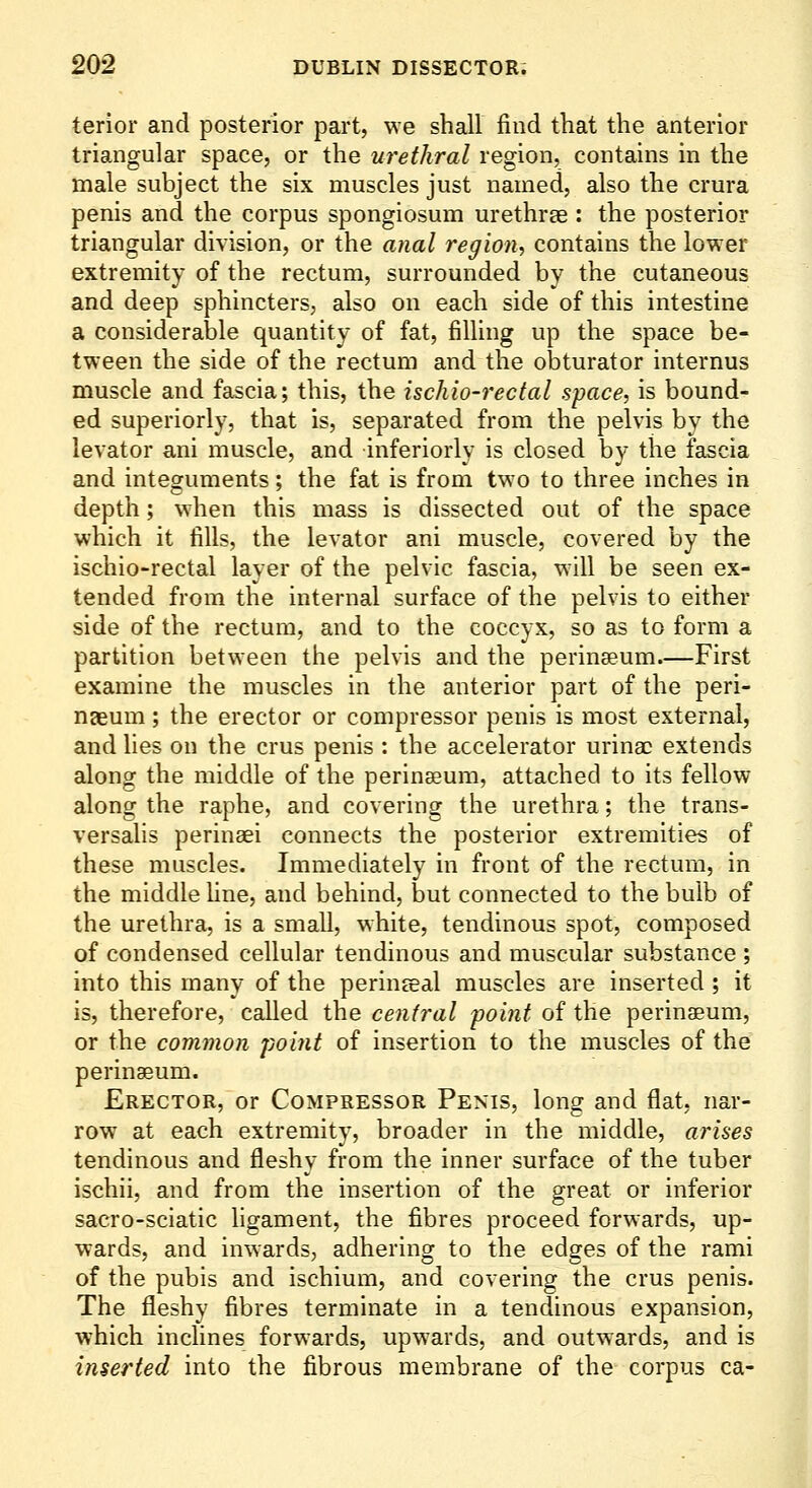 terior and posterior part, we shall find that the anterior triangular space, or the urethral region, contains in the male subject the six muscles just named, also the crura penis and the corpus spongiosum urethrae : the posterior triangular division, or the anal region, contains the lower extremity of the rectum, surrounded by the cutaneous and deep sphincters, also on each side of this intestine a considerable quantity of fat, filling up the space be- tween the side of the rectum and the obturator internus muscle and fascia; this, the ischio-rectal space, is bound- ed superiorly, that is, separated from the pelvis by the levator ani muscle, and inferiorly is closed by the fascia and integuments; the fat is from two to three inches in depth; when this mass is dissected out of the space which it fills, the levator ani muscle, covered by the ischio-rectal layer of the pelvic fascia, will be seen ex- tended from the internal surface of the pelvis to either side of the rectum, and to the coccyx, so as to form a partition between the pelvis and the perinaeum.—First examine the muscles in the anterior part of the peri- naeum; the erector or compressor penis is most external, and hes on the crus penis : the accelerator urina: extends along the middle of the perinseum, attached to its fellow along the raphe, and covering the urethra; the trans- versahs perinaei connects the posterior extremities of these muscles. Immediately in front of the rectum, in the middle line, and behind, but connected to the bulb of the urethra, is a small, white, tendinous spot, composed of condensed cellular tendinous and muscular substance ; into this many of the perinseal muscles are inserted ; it is, therefore, called the central -point of the perinaeum, or the common jjoint of insertion to the muscles of the perinaeum. Erector, or Compressor Penis, long and flat, nar- row at each extremity, broader in the middle, arises tendinous and fleshy from the inner surface of the tuber ischii, and from the insertion of the great or inferior sacro-sciatic ligament, the fibres proceed forwards, up- wards, and inwards, adhering to the edges of the rami of the pubis and ischium, and covering the crus penis. The fleshy fibres terminate in a tendinous expansion, which inclines forwards, upwards, and outwards, and is inserted into the fibrous membrane of the corpus ca-