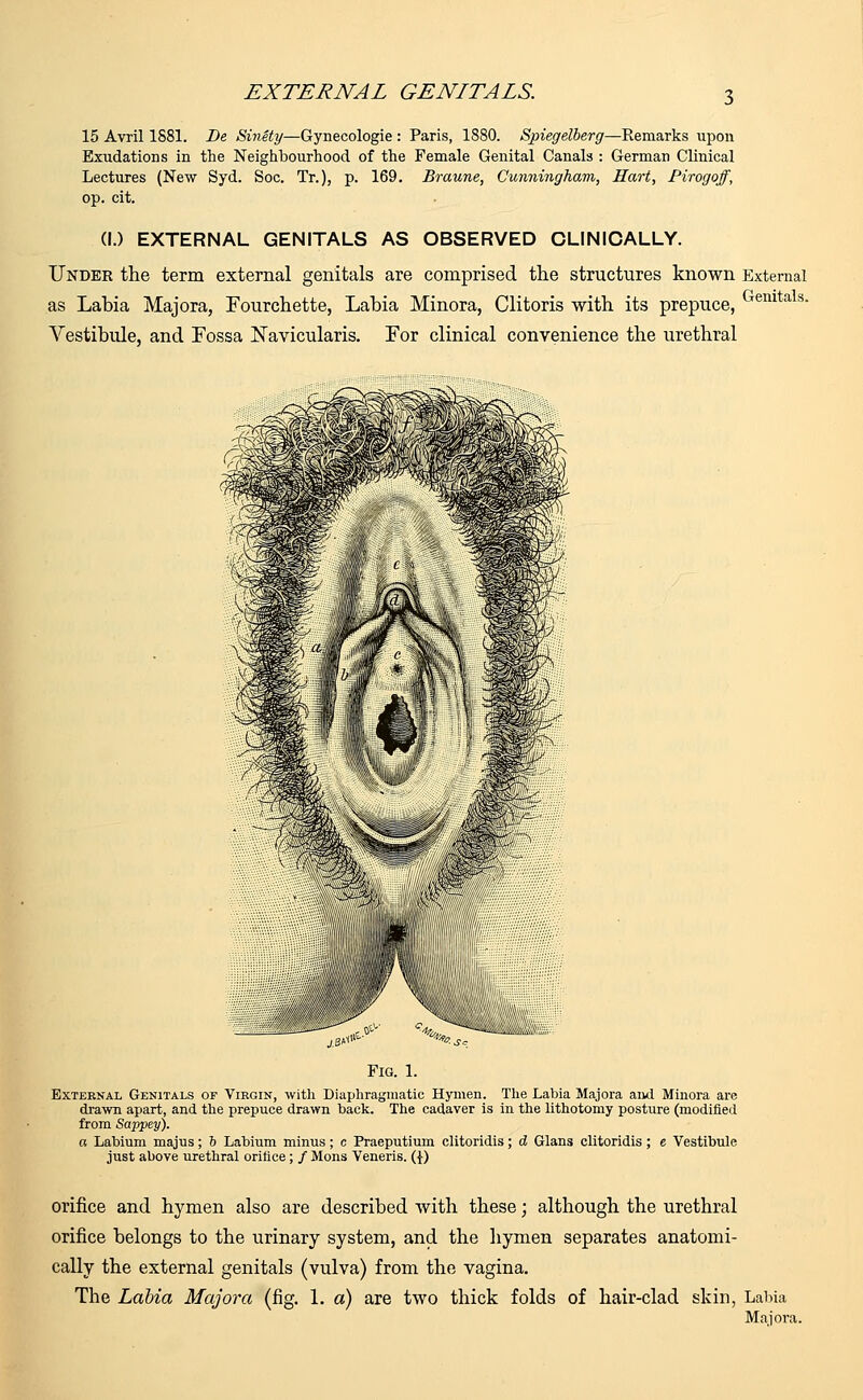 15 Avril 1881. De Sinity—Gynecologie : Paris, 1880. Spiegelberg—Remarks upon Exudations in the Neighbourhood of the Female Genital Canals : German Clinical Lectures (New Syd. Soc. Tr.), p. 169. Braune, Cunningham, Hart, Pirogoff, op. cit. (I.) EXTERNAL GENITALS AS OBSERVED CLINICALLY. Under the term external genitals are comprised the structures known External as Labia Majora, Fourchette, Labia Minora, Clitoris with its prepuce, Genita s- Vestibule, and Fossa Navicularis. For clinical convenience the urethral Fig. 1. External Genitals of Virgin, with Diaphragmatic Hymen. The Labia Majora and Minora are drawn apart, and the prepuce drawn back. The cadaver is in the lithotomy posture (modified from Sappey). a Labium majus; h Labium minus; c Praeputium clitoridis; d Glans clitoridis; e Vestibule just above urethral orifice; / Mons Veneris. (|) orifice and hymen also are described with these; although the urethral orifice belongs to the urinary system, and the hymen separates anatomi- cally the external genitals (vulva) from the vagina. The Labia Majora (fig. 1. a) are two thick folds of hair-clad skin, Labia Majora.