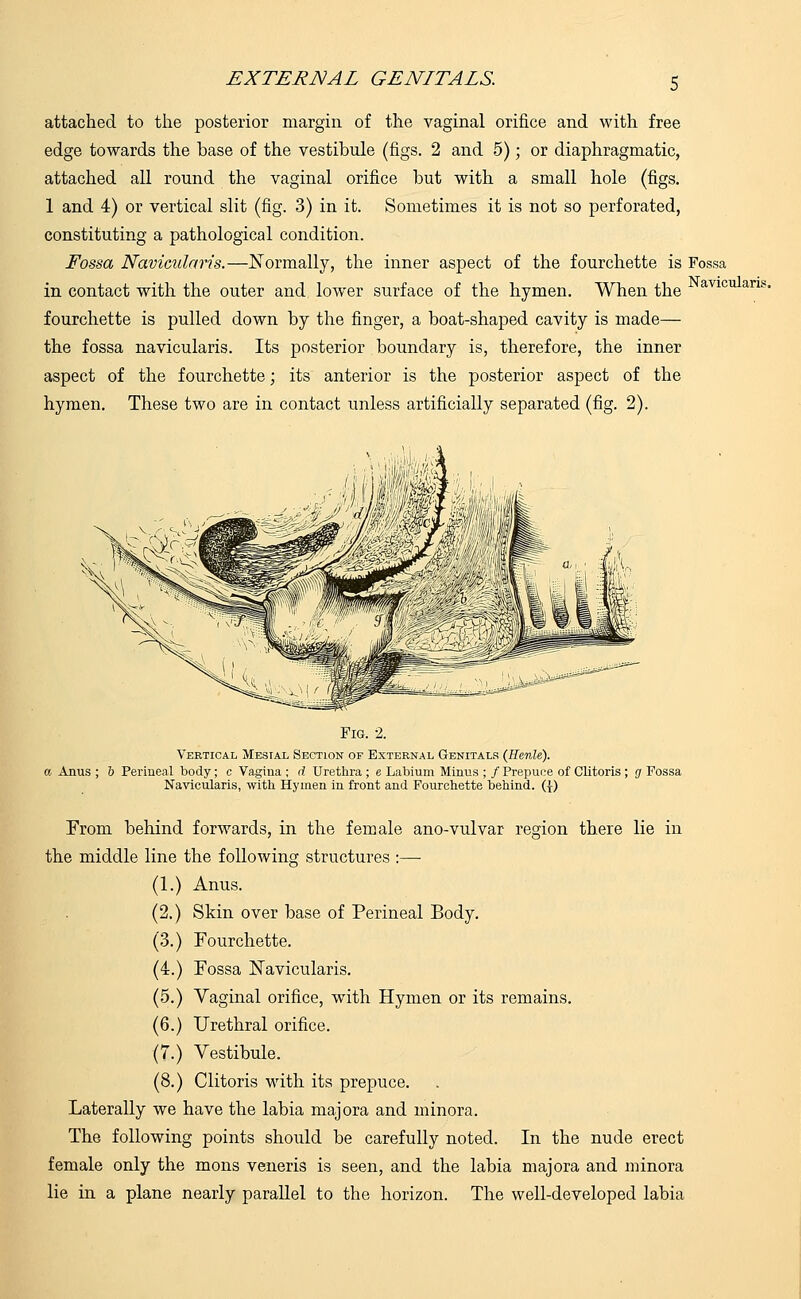 attached to the posterior margin of the vaginal orifice and with free edge towards the base of the vestibule (figs. 2 and 5); or diaphragmatic, attached all round the vaginal orifice but with a small hole (figs. 1 and 4) or vertical slit (fig. 3) in it. Sometimes it is not so perforated, constituting a pathological condition. Fossa Naviculars.—formally, the inner aspect of the fourchette is Fossa in contact with the outer and. lower surface of the hymen. When the fourchette is pulled down by the finger, a boat-shaped cavity is made— the fossa navicularis. Its posterior boundary is, therefore, the inner aspect of the fourchette; its anterior is the posterior aspect of the hymen. These two are in contact unless artificially separated (fig. 2). Navicularis. Fig. 2. Vertical Mesial Section of External Genitals (Henle). a Anus ; & Perineal body; c Vagina ; d Urethra ; e Labium Minus ; / Prepuce of Clitoris ; g Fossa Navicularis, with Hymen in front and Fourchette behind. (}) From behind forwards, in the female ano-vulvar region there lie in the middle line the following structures :—■ (1.) Anus. (2.) Skin over base of Perineal Body. (3.) Fourchette. (4.) Fossa Navicularis. (5.) Vaginal orifice, with Hymen or its remains. (6.) Urethral orifice. (7.) Vestibule. (8.) Clitoris with its prepuce. Laterally we have the labia majora and minora. The following points should be carefully noted. In the nude erect female only the mons veneris is seen, and the labia majora and minora lie in a plane nearly parallel to the horizon. The well-developed labia