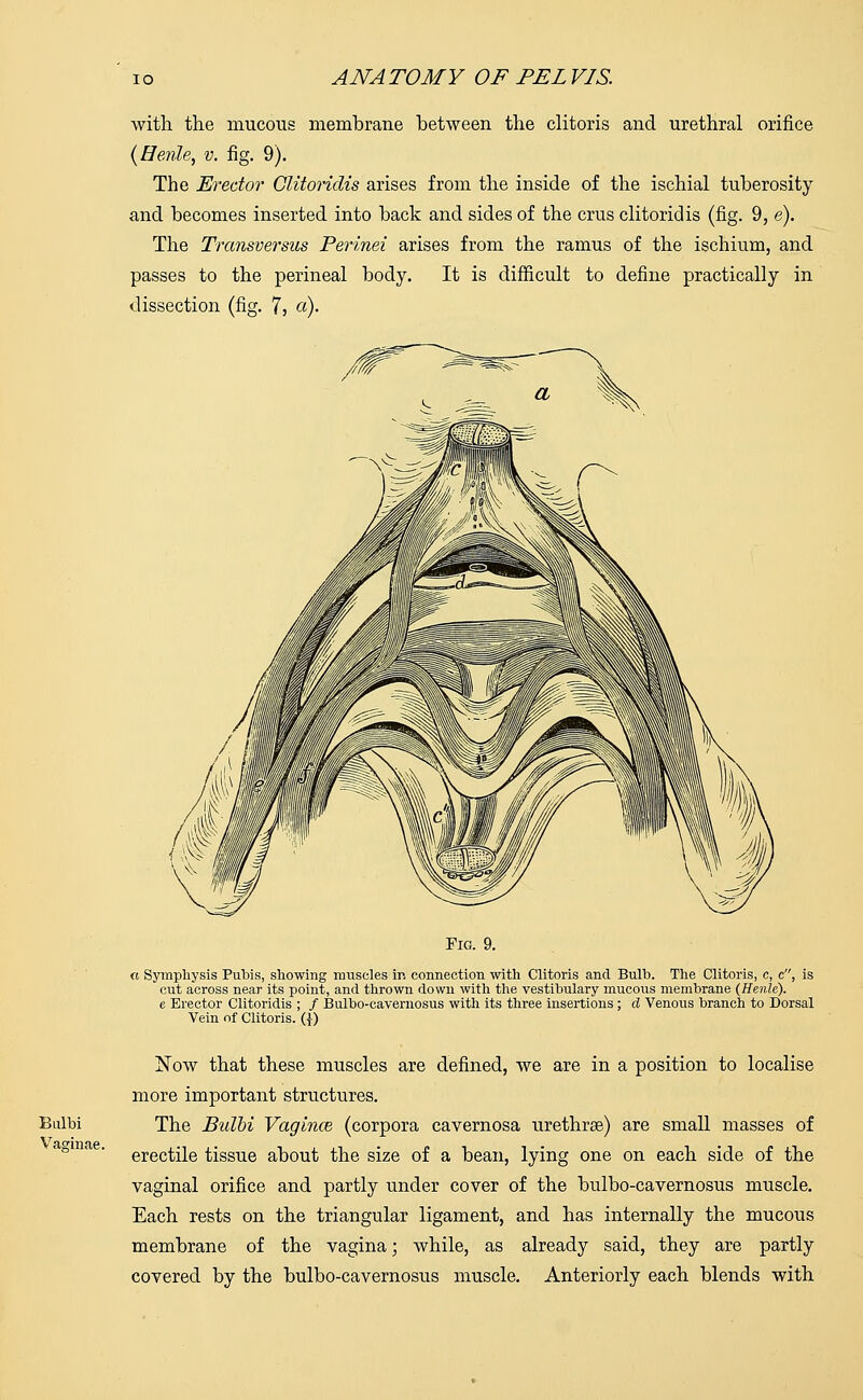 with the mucous membrane between the clitoris and urethral orifice {Henle, v. fig. 9). The Erector Clitoridis arises from the inside of the ischial tuberosity and becomes inserted into back and sides of the crus clitoridis (fig. 9, e). The Transversus Perinei arises from the ramus of the ischium, and passes to the perineal body. It is difficult to define practically in dissection (fig. 7, «)• Bulbi Vaginae. Fig. 9. « Symphysis Pubis, showing muscles in connection with Clitoris and Bulb. The Clitoris, c, c, is cut across near its point, and thrown down with the vestibulary mucous membrane (Henle). e Erector Clitoridis ; / Bulbo-cavernosus with its three insertions ; d Venous branch to Dorsal Vein of Clitoris. ({) Now that these muscles are defined, we are in a position to localise more important structures. The Bulbi Vagince (corpora cavernosa urethrse) are small masses of erectile tissue about the size of a bean, lying one on each side of the vaginal orifice and partly under cover of the bulbo-cavernosus muscle. Each rests on the triangular ligament, and has internally the mucous membrane of the vagina; while, as already said, they are partly covered by the bulbo-cavernosus muscle. Anteriorly each blends with