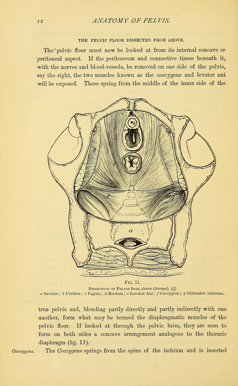 THE PELVIC FLOOR DISSECTED FROM ABOVE. The.* pelvic floor must now be looked at from its internal concave or- peritoneal aspect. If the peritoneum and connective tissue beneath it, with the nerves and blood-vessels, be removed on one side of the pelvis, say the right, the two muscles known as the coccygeus and levator ani will be exposed. These spring from the middle of the inner side of the Fig. 11. Dissection of Pelvis from above (Savage). (|) a Sacrum ; b Urethra ; c Vagina ; d Rectum; e Levator Ani; /Coccygeus ; g Obturator interims. true pelvis and, blending partly directly and partly indirectly with one another, form what may be termed the diaphragmatic muscles of the pelvic floor. If looked at through the pelvic brim, they are seen to form on both sides a concave arrangement analogous to the thoracic diaphragm (fig. 11). Coccygeus. The Coccygeus springs from the spine of the ischium and is inserted