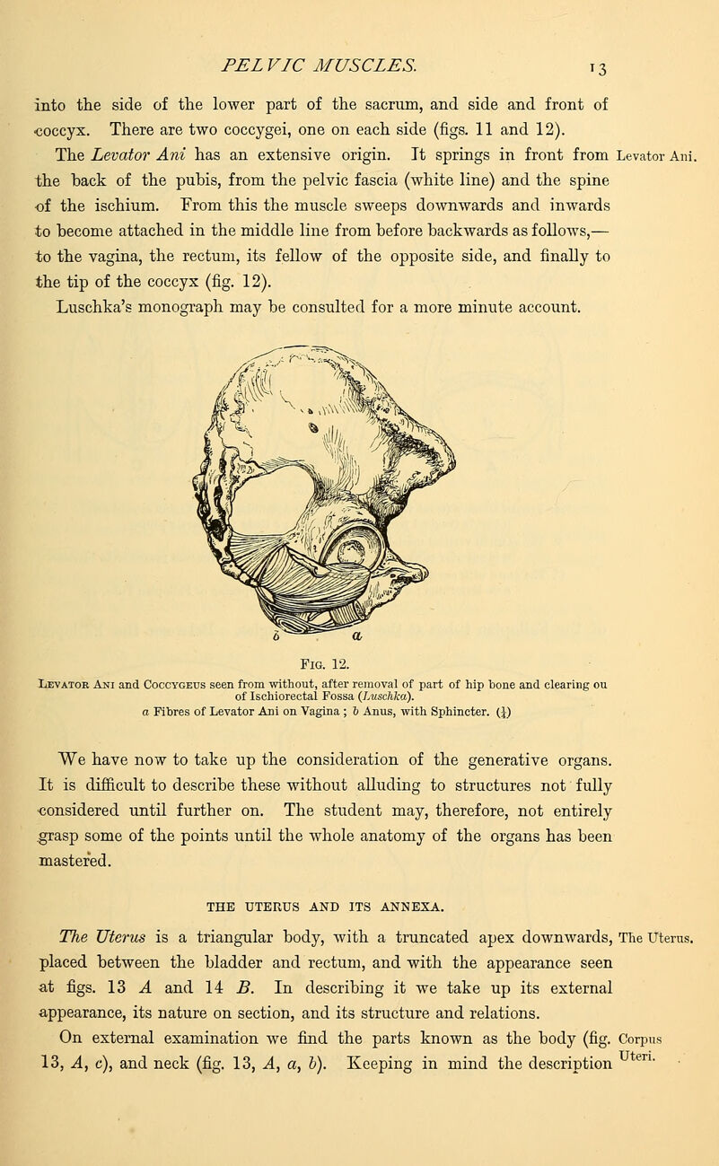 PEL VIC MUSCLES. T3 into the side of the lower part of the sacrum, and side and front of •coccyx. There are two coccygei, one on each side (figs. 11 and 12). The Levator Ani has an extensive origin. It springs in front from Levator Ani. the back of the pubis, from the pelvic fascia (white line) and the spine of the ischium. From this the muscle sweeps downwards and inwards •to become attached in the middle line from before backwards as follows,— to the vagina, the rectum, its fellow of the opposite side, and finally to the tip of the coccyx (fig. 12). Luschka's monograph may be consulted for a more minute account. Fig. 12. Levator Ani and Coccygeus seen from without, after removal of part of hip hone and clearing ou of Ischiorectal Fossa (Luschka). a Fibres of Levator Ani on Vagina ; 6 Anus, with Sphincter. (J) We have now to take up the consideration of the generative organs. It is difficult to describe these without alluding to structures not fully considered until further on. The student may, therefore, not entirely .grasp some of the points until the whole anatomy of the organs has been mastered. THE UTERUS AND ITS ANNEXA. The Uterus is a triangular body, with a truncated apex downwards, The Uterus. placed between the bladder and rectum, and with the appearance seen at figs. 13 A and 14 B. In describing it we take up its external appearance, its nature on section, and its structure and relations. On external examination we find the parts known as the body (fig. Corpus