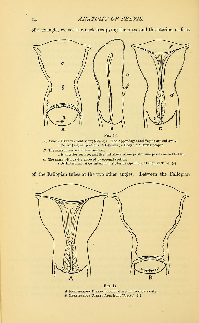 of a triangle, we see the neck occupying the apex and the uterine orifices B Fig. 13. A. Virgin Uterus (front view) (Sappey). The Appendages and Vagina are cut away. a Cervix (vaginal portion); 6 Isthmus ; c Body ; a b Cervix proper. B. The same in vertical mesial section. a is anterior surface, and lies just above where peritoneum passes on to bladder. C. The same with cavity exposed by coronal section. e Os Externum ; d Os Internum ; /Uterine Opening of Fallopian Tube. (}) of the Fallopian tubes at the two other angles. Between the Fallopian Fig. 14. A Multiparous Uterus in coronal section to show cavity. B Multiparous Uterws from front (Sappey). (])